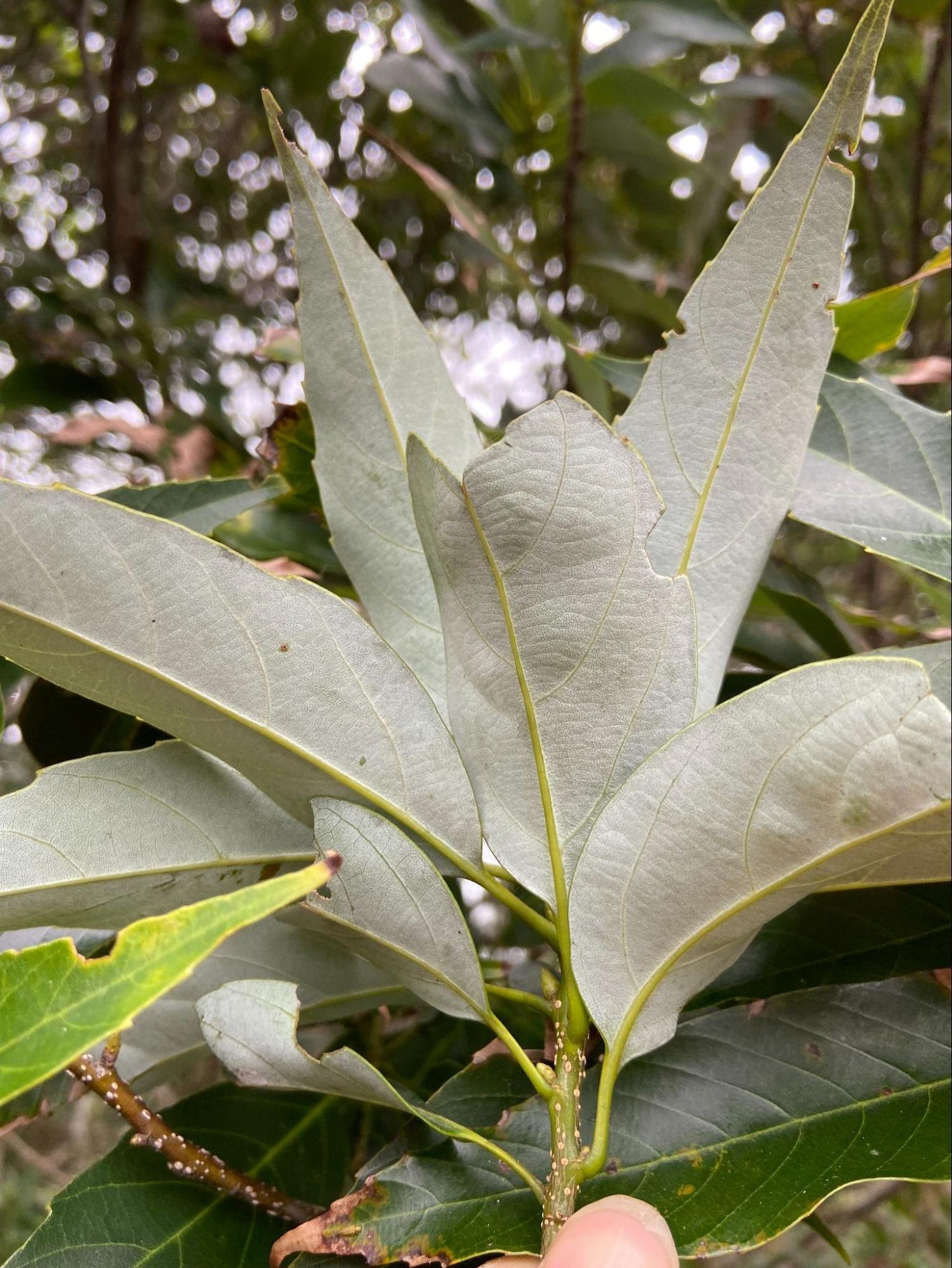 オキナワウラジロガシ 4年生苗木 60cm オキナワウラジロガシ Quercus