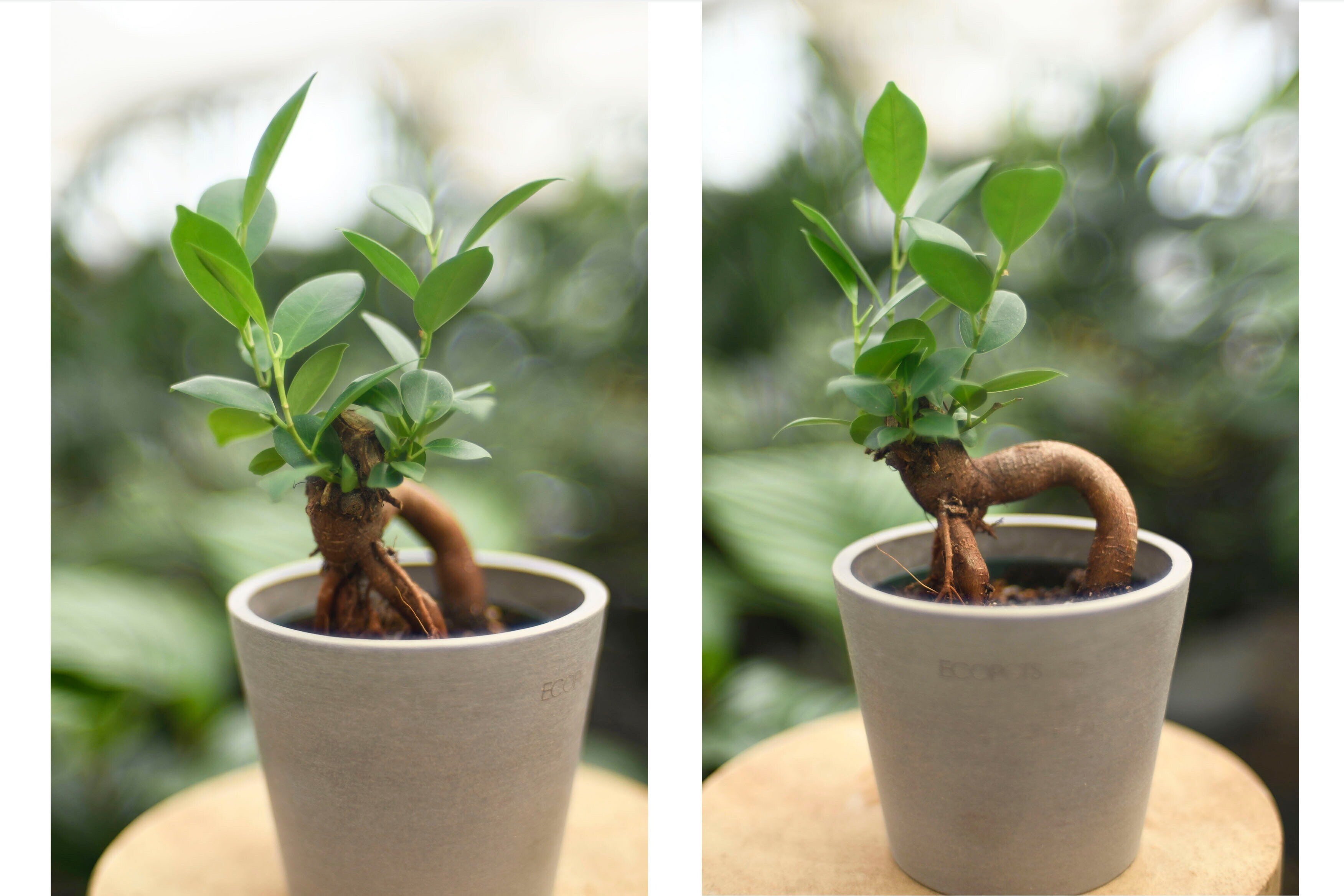 ハウス日記 Vol.13 ガジュマル🌿｜AND PLANTS