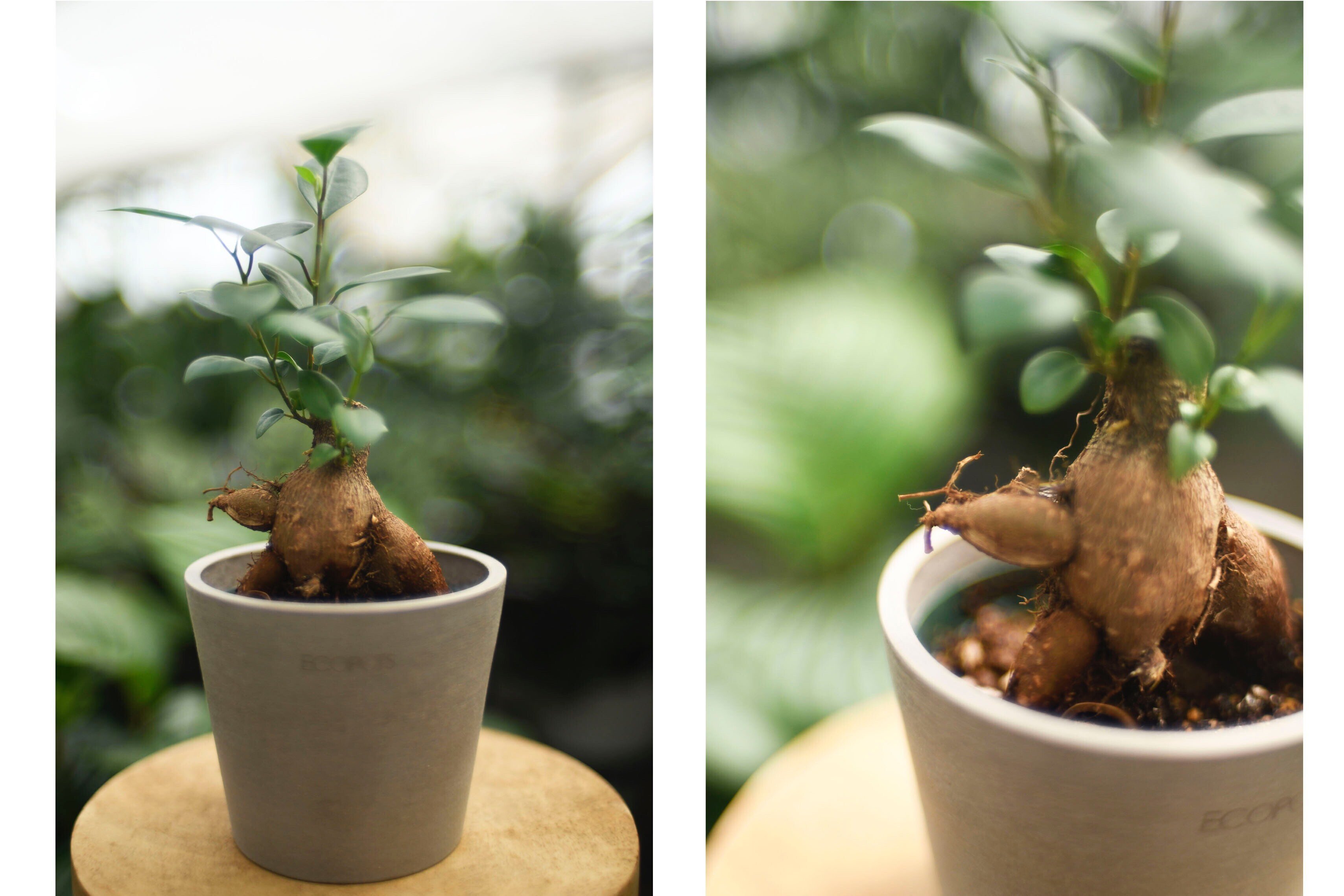 ハウス日記 Vol.13 ガジュマル🌿｜AND PLANTS