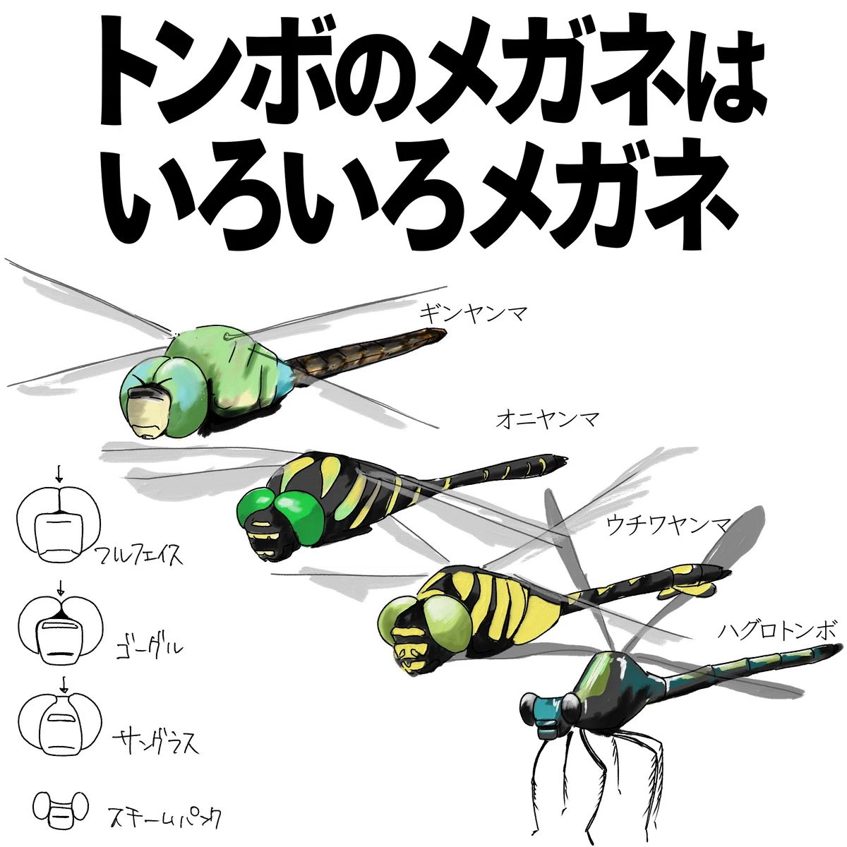 トンボのメガネはいろいろメガネ｜くますけ｜自然ガイド・クリエイター