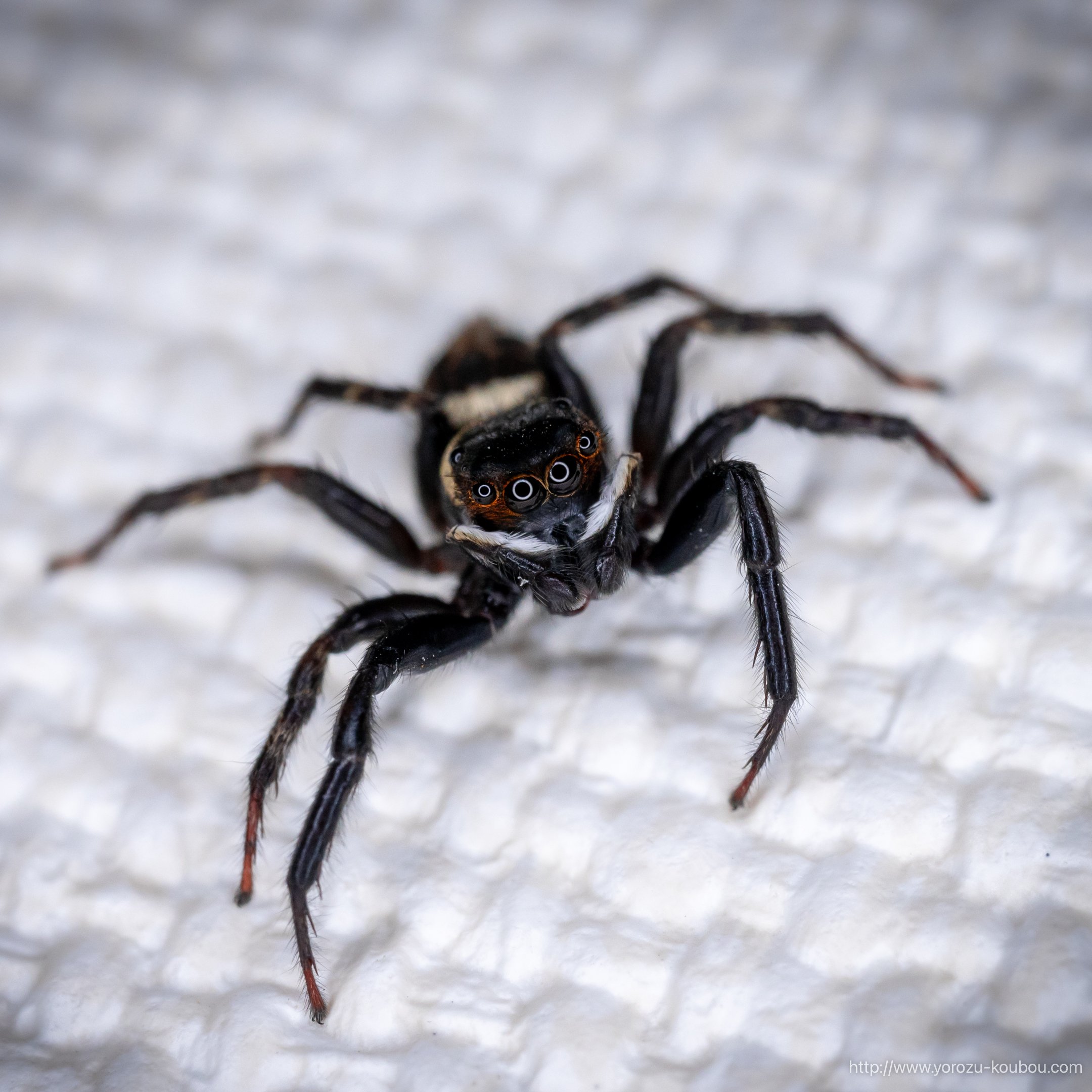 2023：蜘蛛🕷️〜｜よろず工房：Yasuyuki