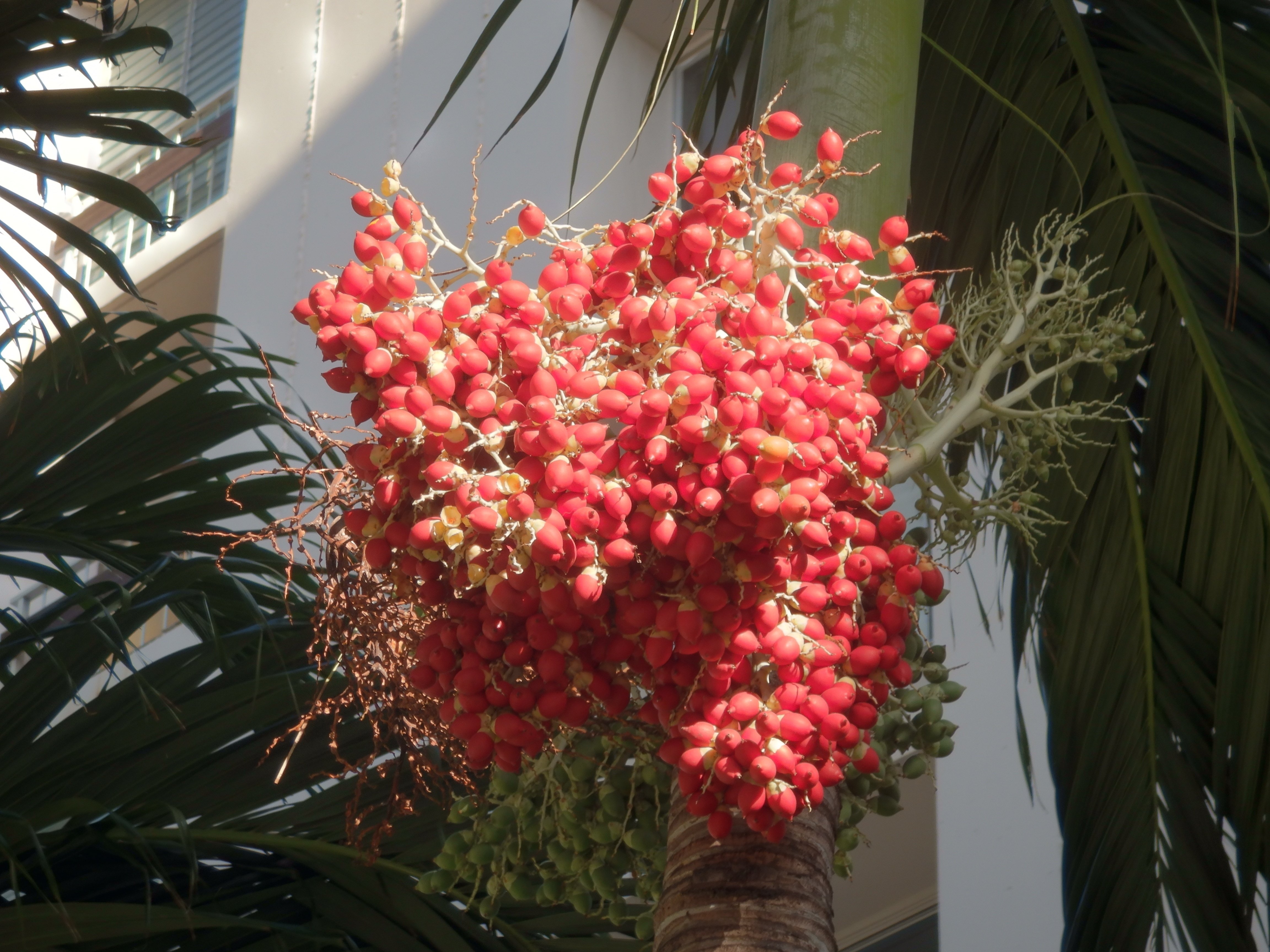 ココスヤシ 5年生苗 ふくりん ココスヤシ 5年生苗 ココスヤシ 5年生苗