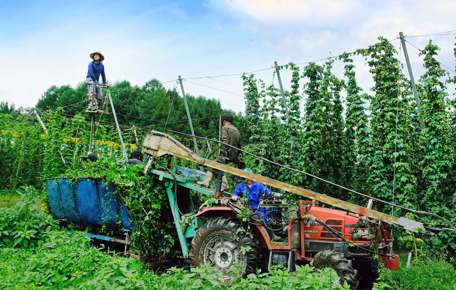ビールの原材料をつくる「HOP FARMER」を目指しませんか？｜田村淳一