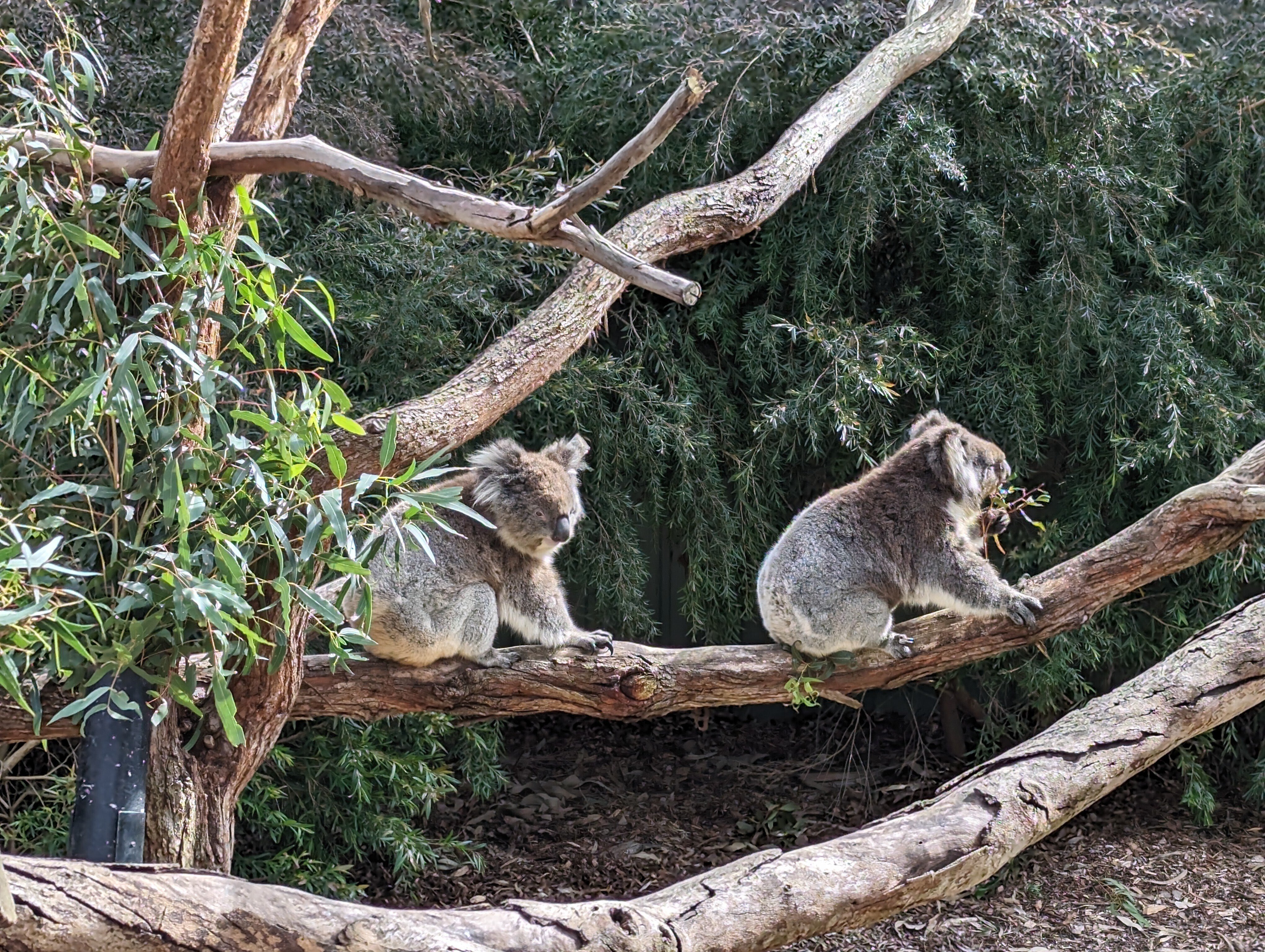 シドニー＆メルボルンの旅（5）｜中村洋太