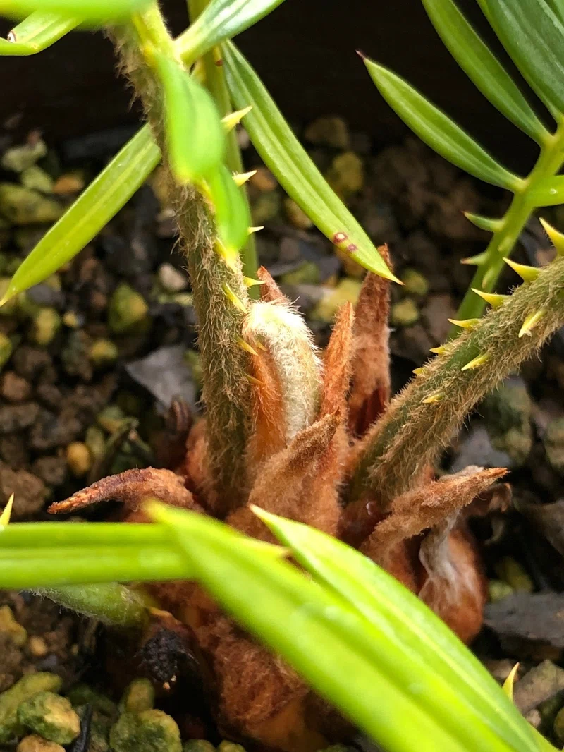 蘇鉄(ソテツ)の新芽の育ち方を観察?芽出しから全開まで｜穂の気ままライフ