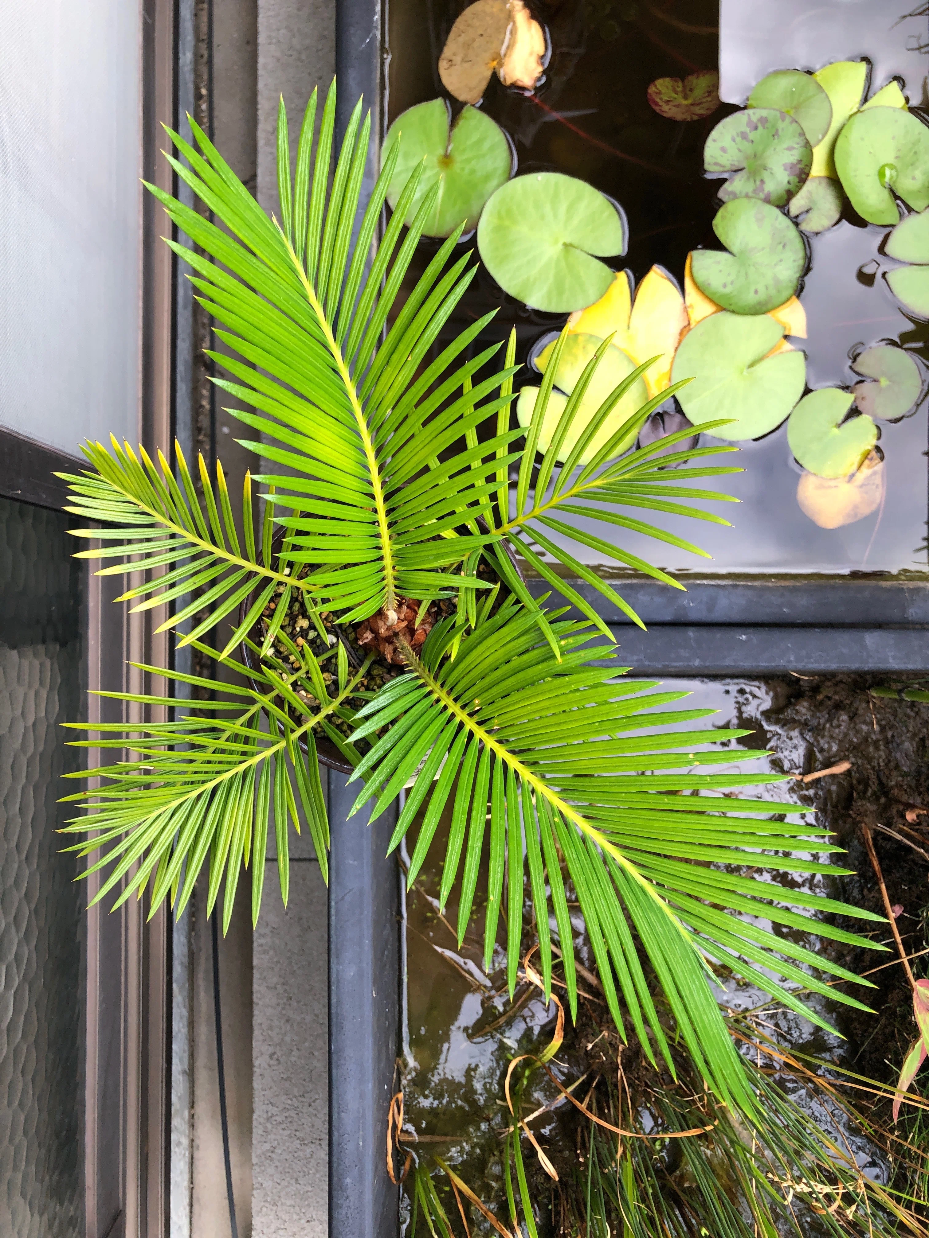 蘇鉄(ソテツ)の新芽の育ち方を観察🌱芽出しから全開まで｜穂の