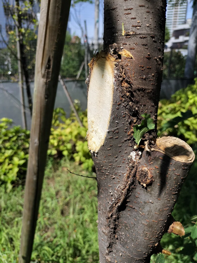 【剪定】切り口は水平にしない。|用務レンジャー