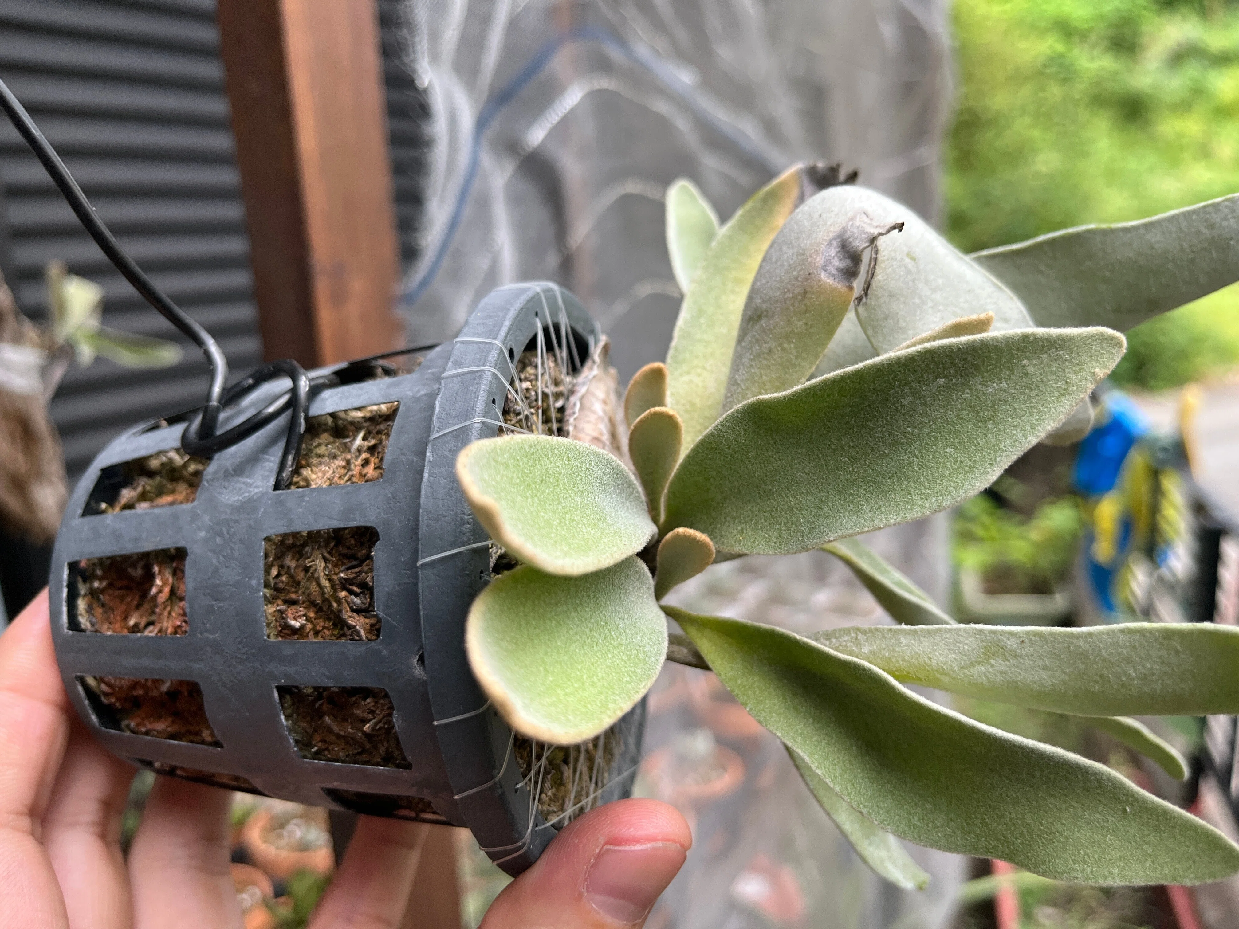 テラスの植物-フィカス・バロック、多肉植物、ビカクシダ、ハオルチア