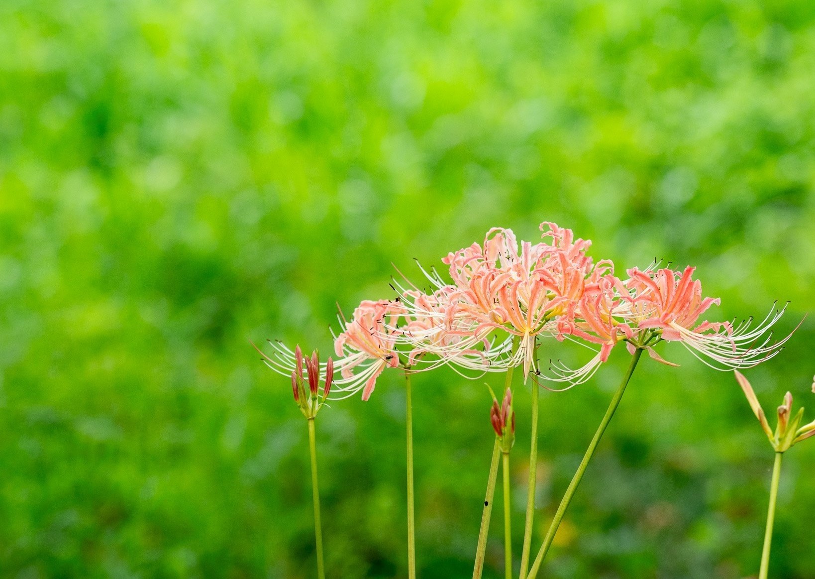 吉見の彼岸花2023：最高の撮影スポットと見頃ガイド