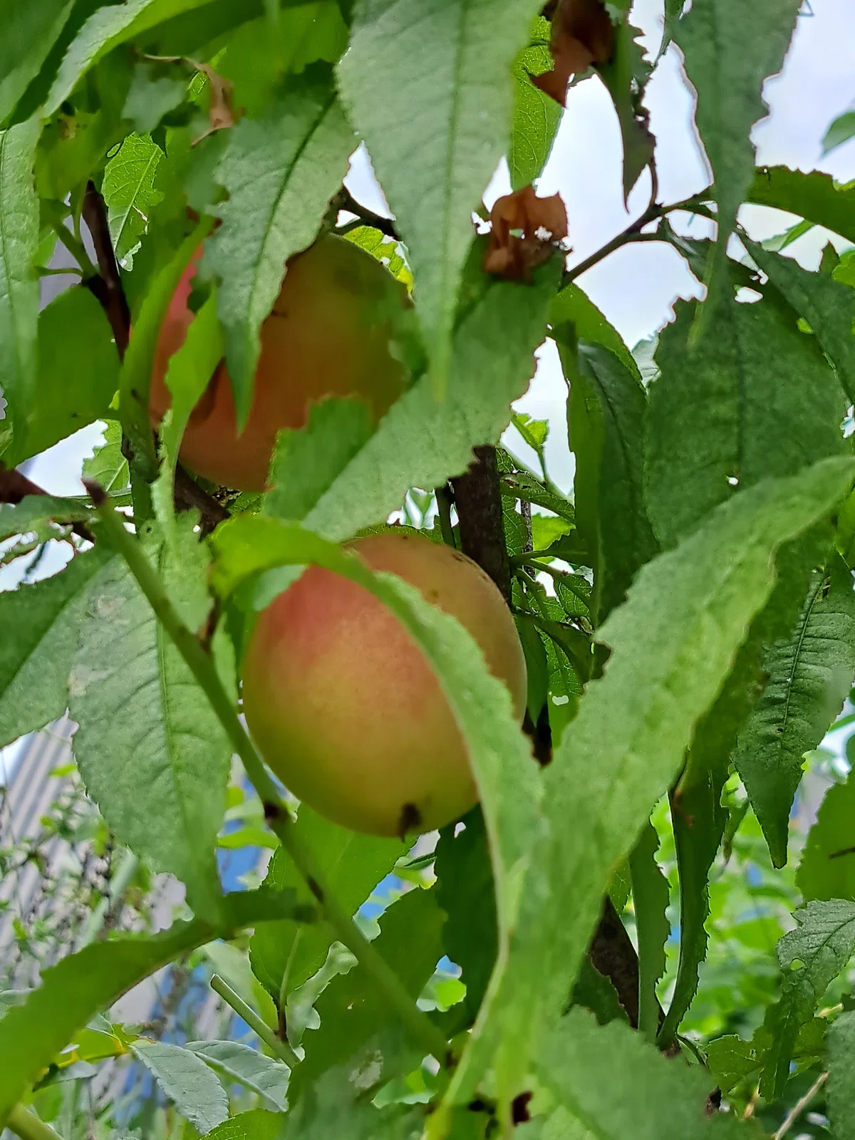 桃🍑の実収穫|光守氏天貴(ひがしあき)