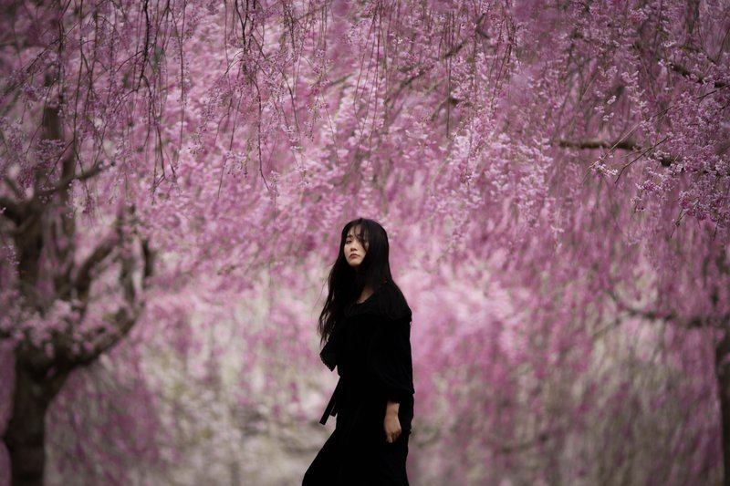 桜の下ポートレート撮影