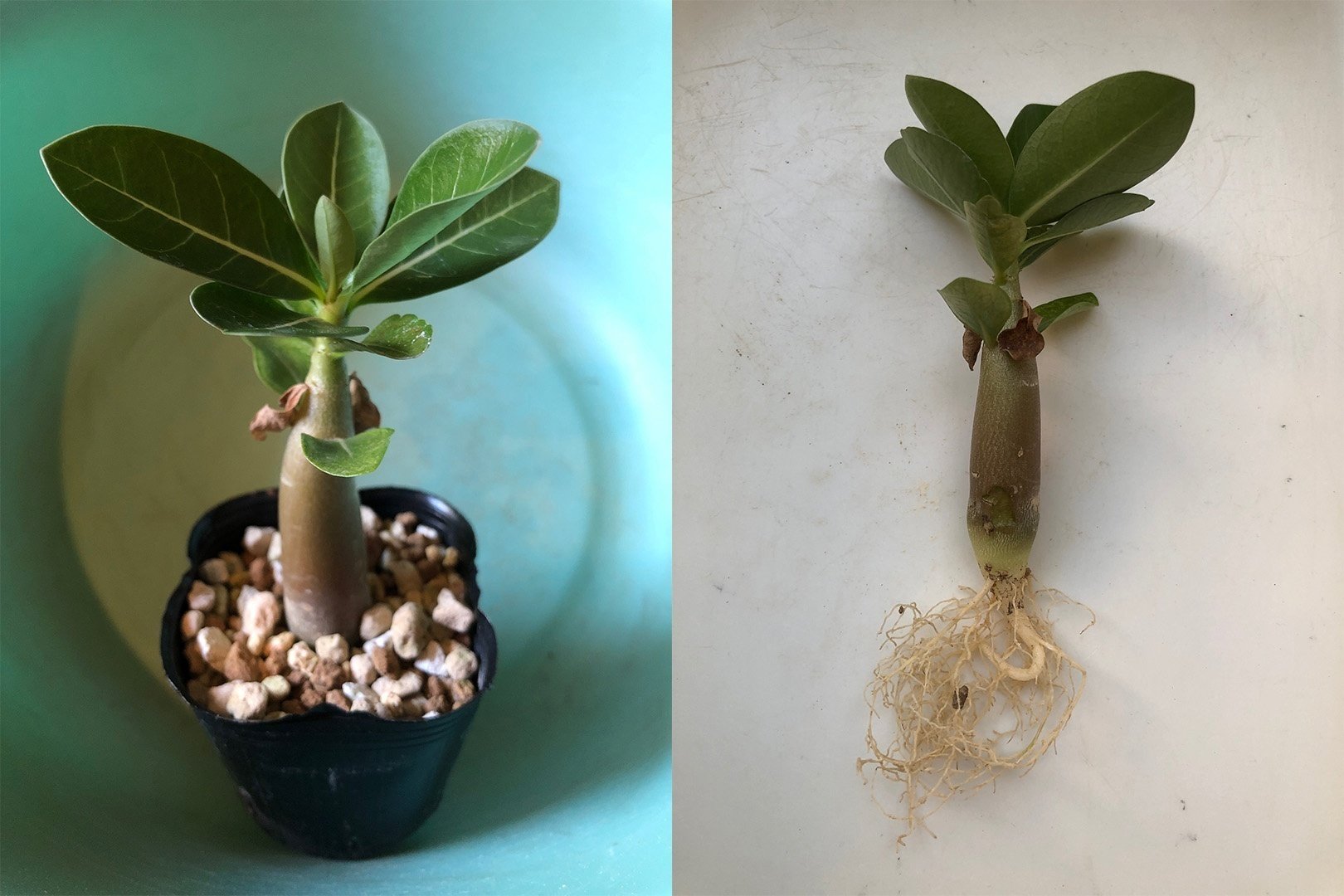 初めてのアデニウム🌱実生に挑戦‼️｜穂の気ままライフ