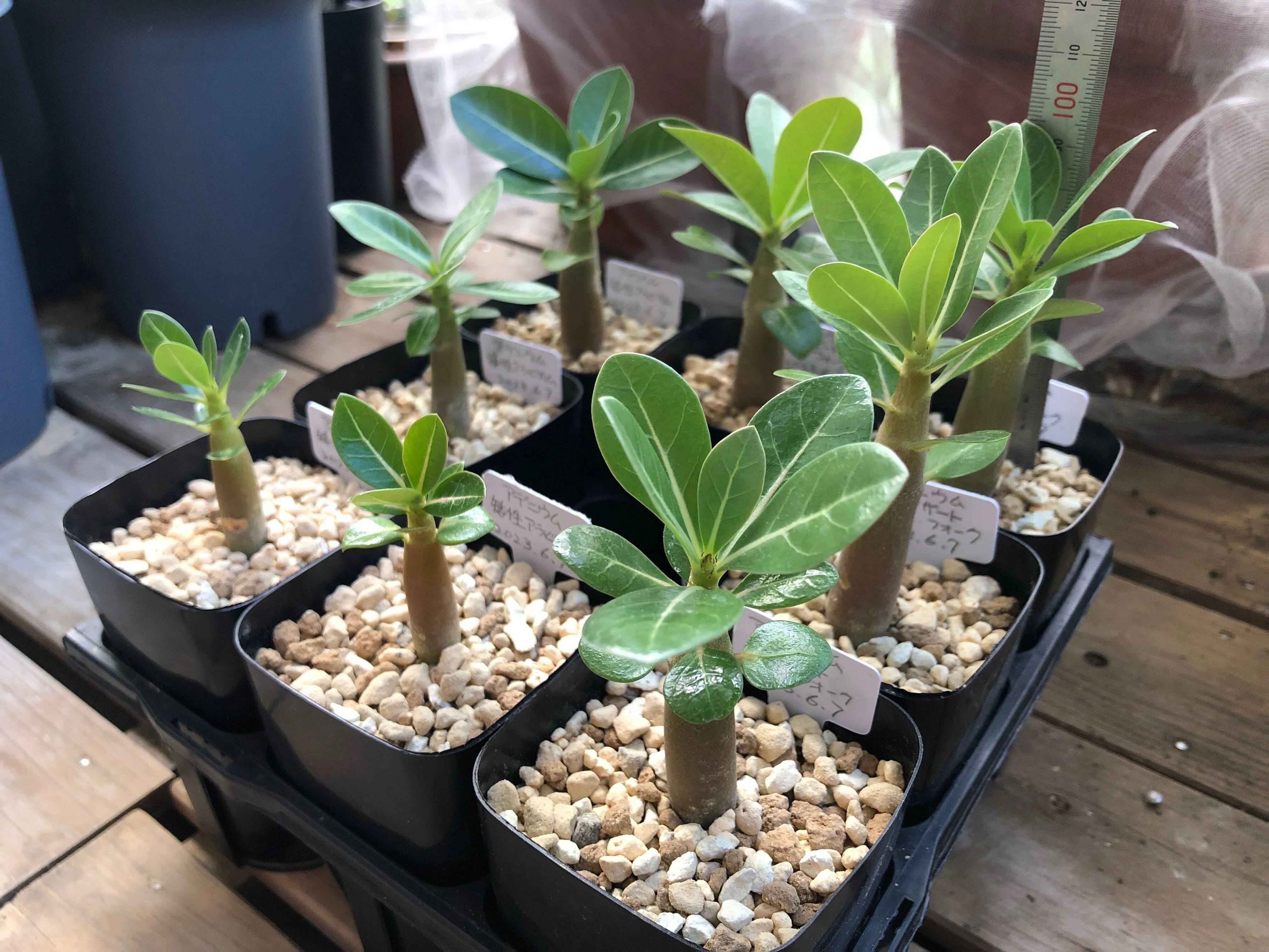 初めてのアデニウム🌱実生に挑戦‼️｜穂の気ままライフ