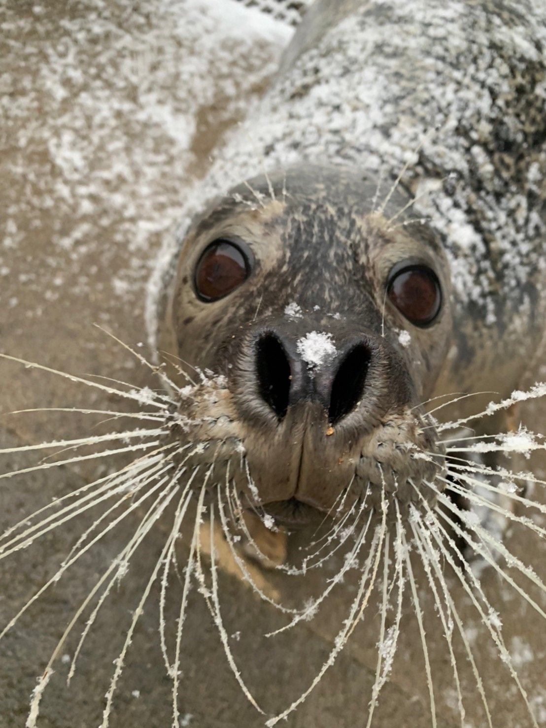 アザラシの1日をご紹介｜那須どうぶつ王国公式note
