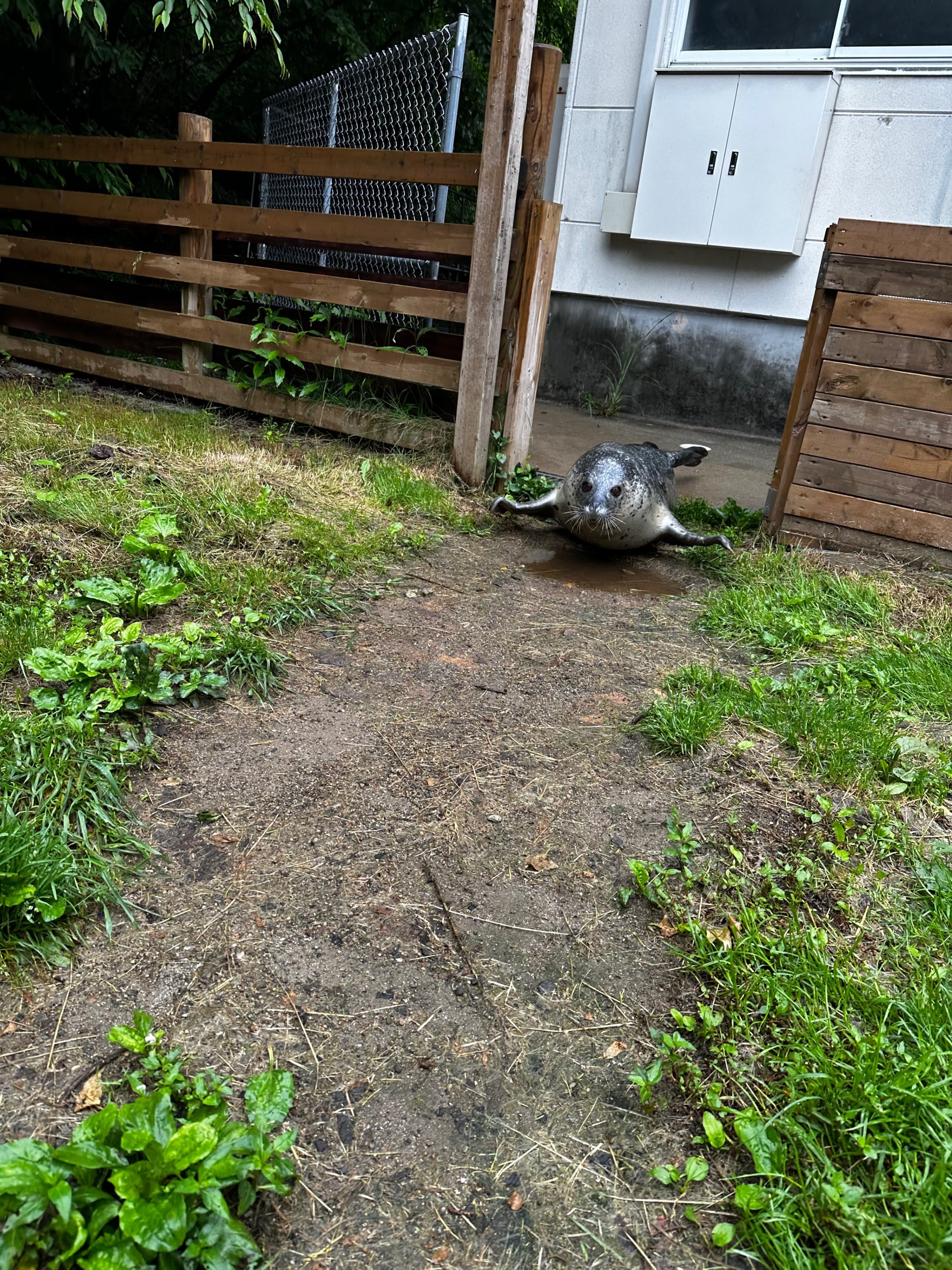 アザラシの1日をご紹介｜那須どうぶつ王国公式note