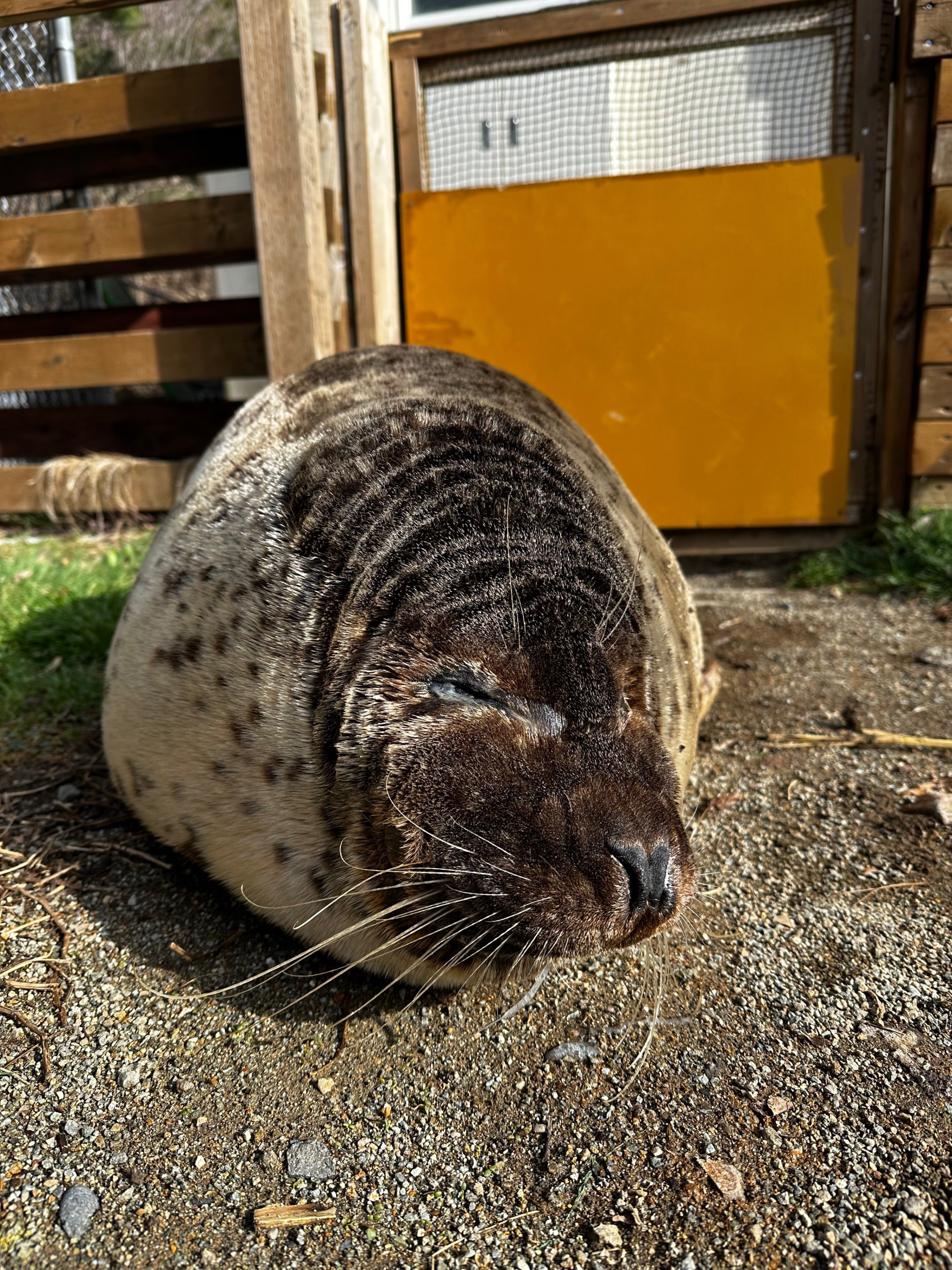 アザラシの1日をご紹介｜那須どうぶつ王国公式note