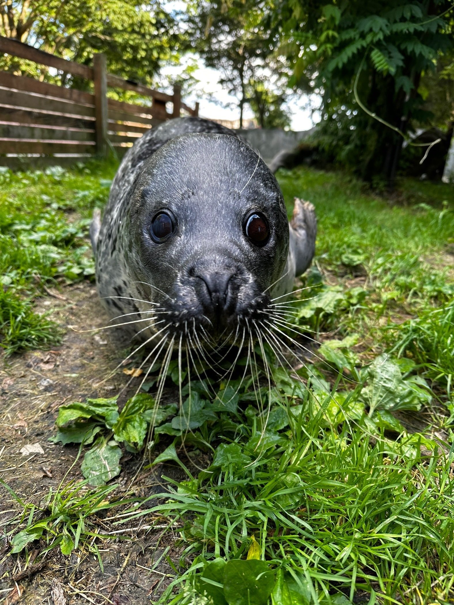 アザラシの1日をご紹介｜那須どうぶつ王国公式note