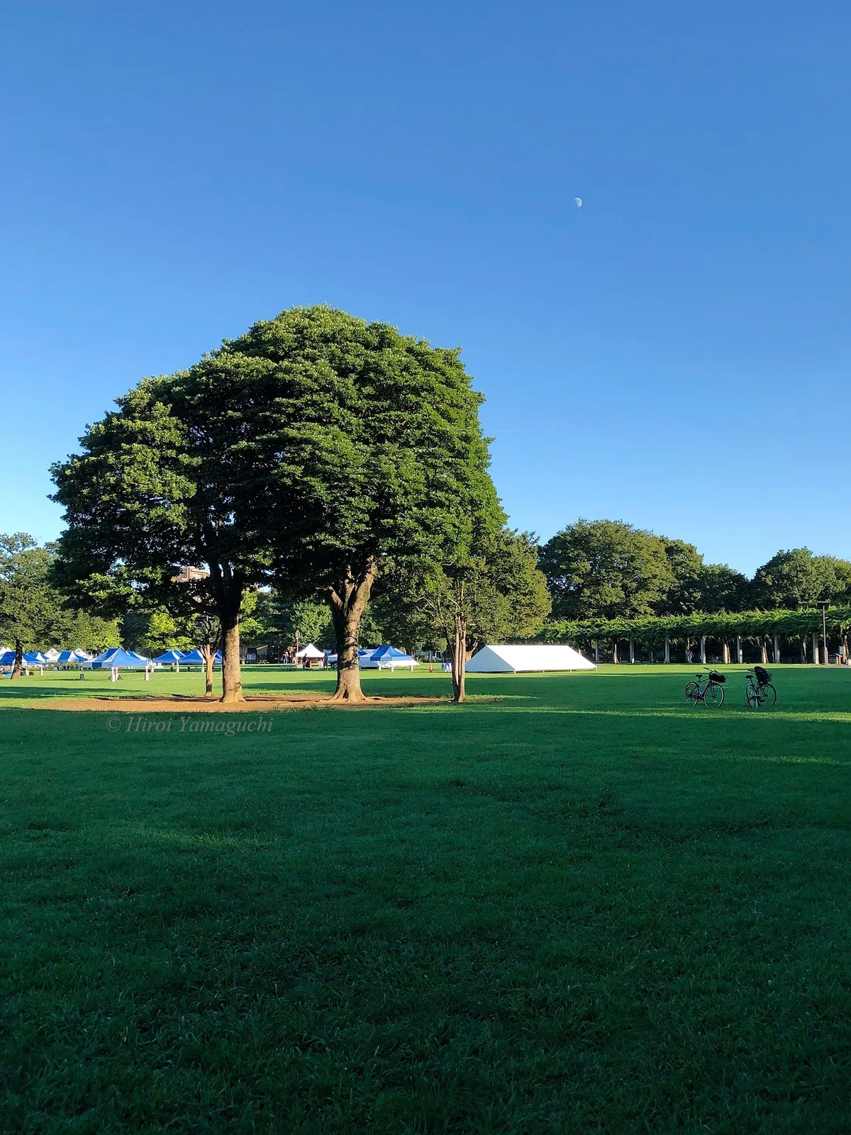 月が出ている夕方、公園には、大きな木が夕日にも照らされています。傍には2台の自転車。仲良く停められていました。