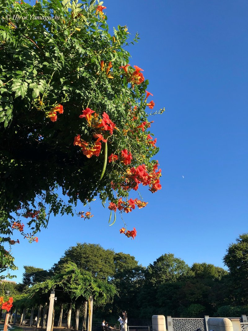 赤いノウゼンカズラの花が咲いています。凌霄花(りょうしょうか)と言います。中国原産ですが、平安時代までには日本へ渡来しました。 ちなみに夏の季語です。