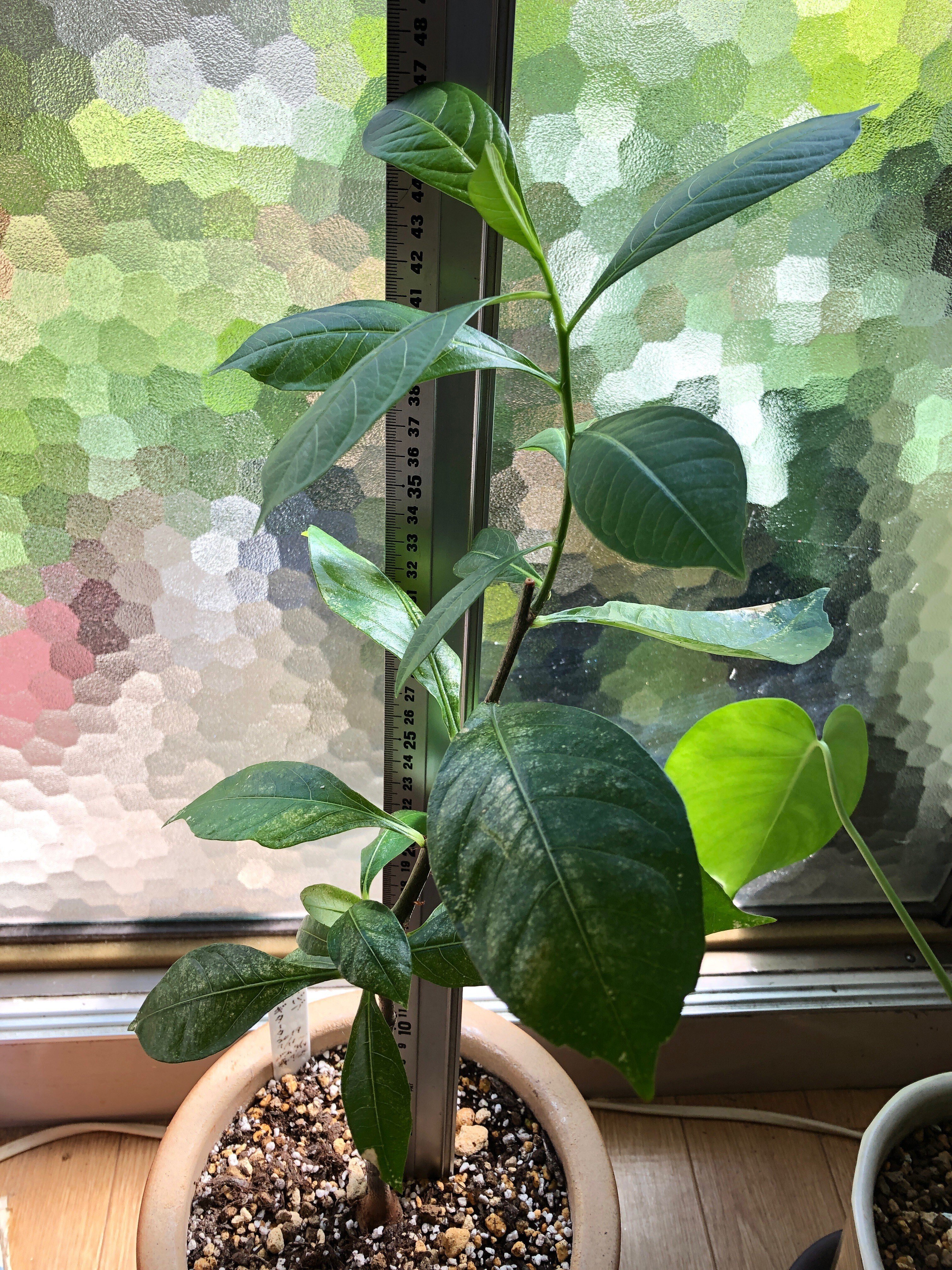 バオバブ・ディギタータ (Mr.3) の今｜穂の気ままライフ