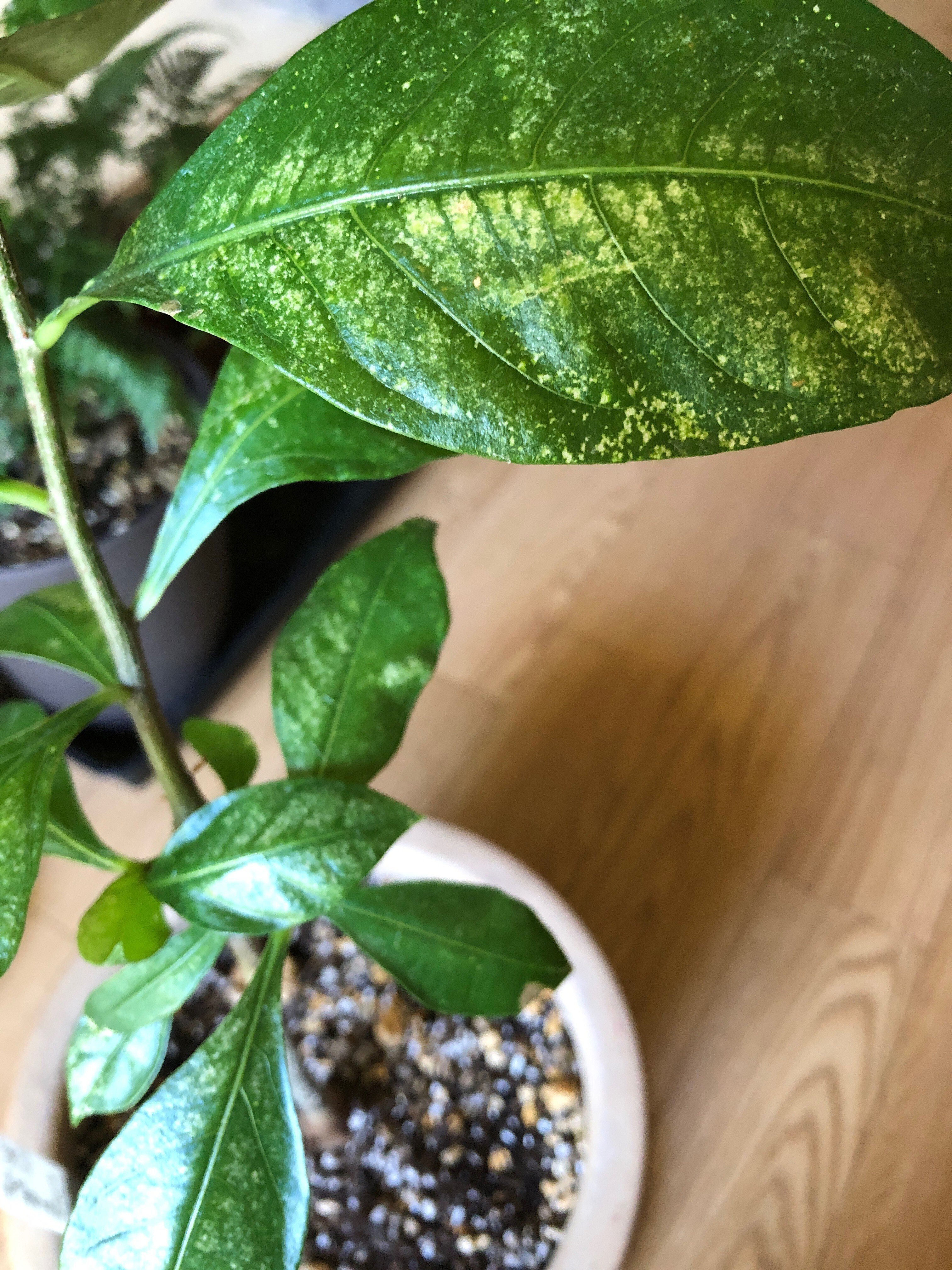 バオバブ・ディギタータ (Mr.3) の今｜穂の気ままライフ