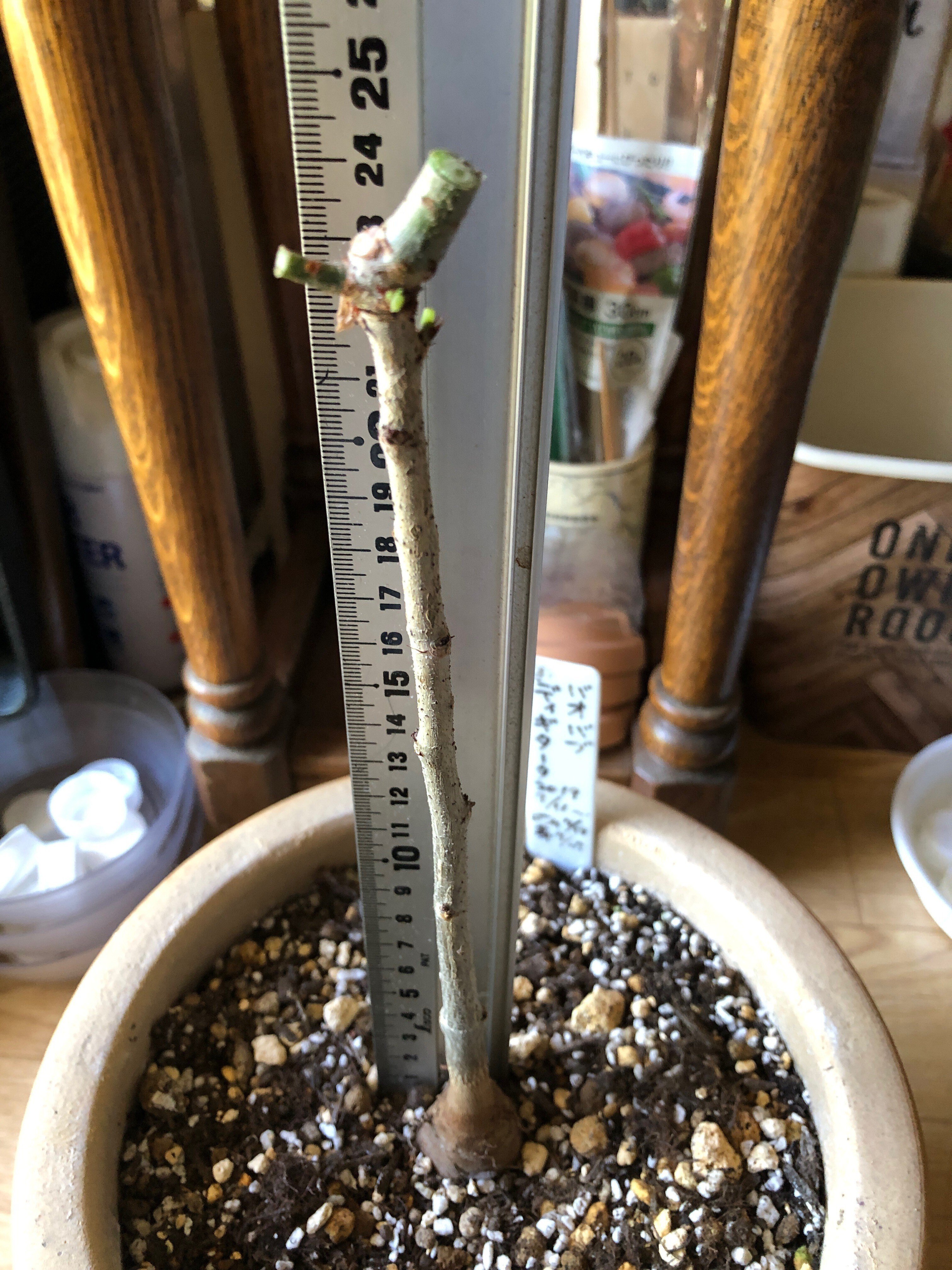 バオバブ・ディギタータ (Mr.3) の今｜穂の気ままライフ