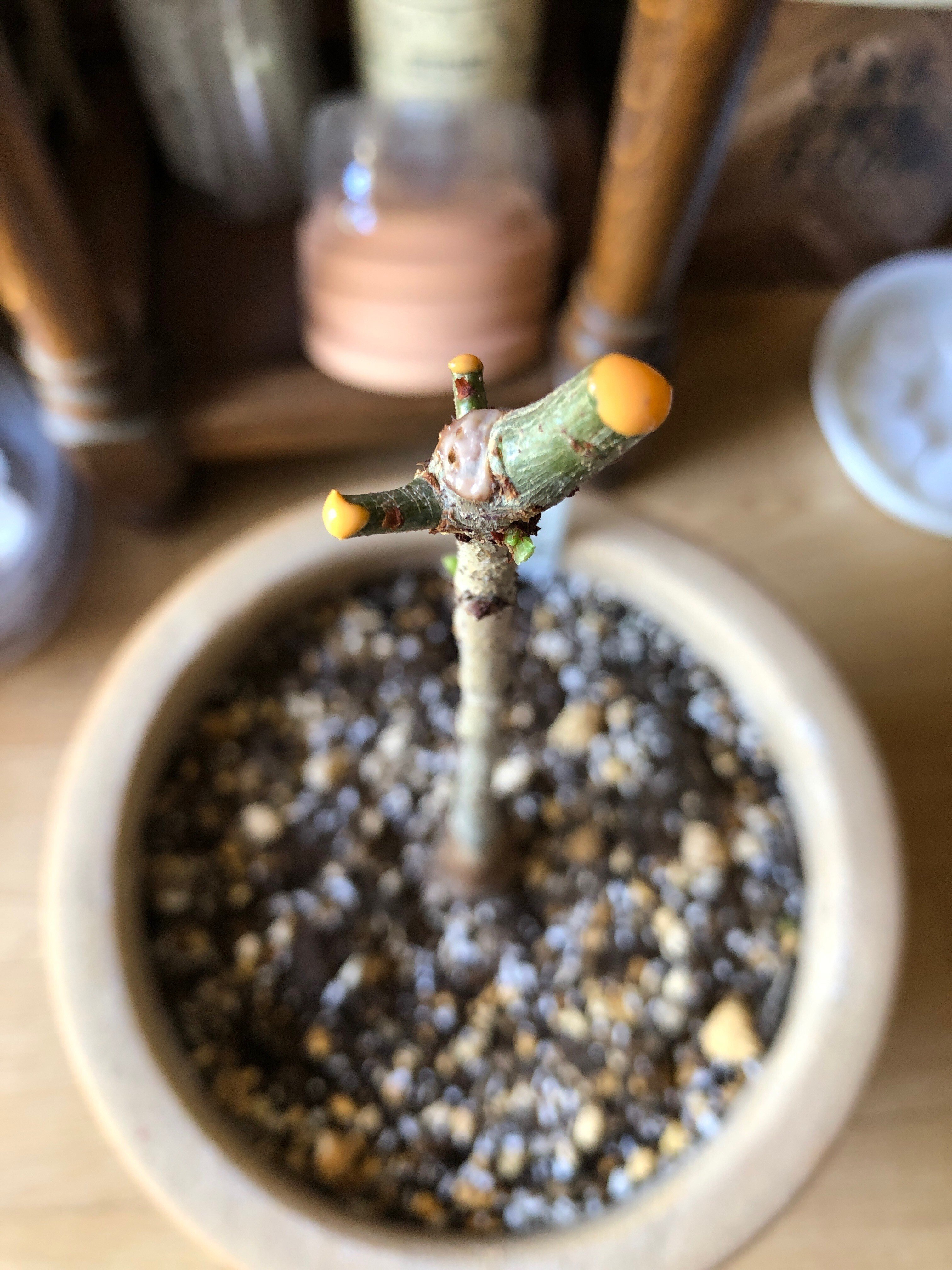 バオバブ・ディギタータ (Mr.3) の今｜穂の気ままライフ