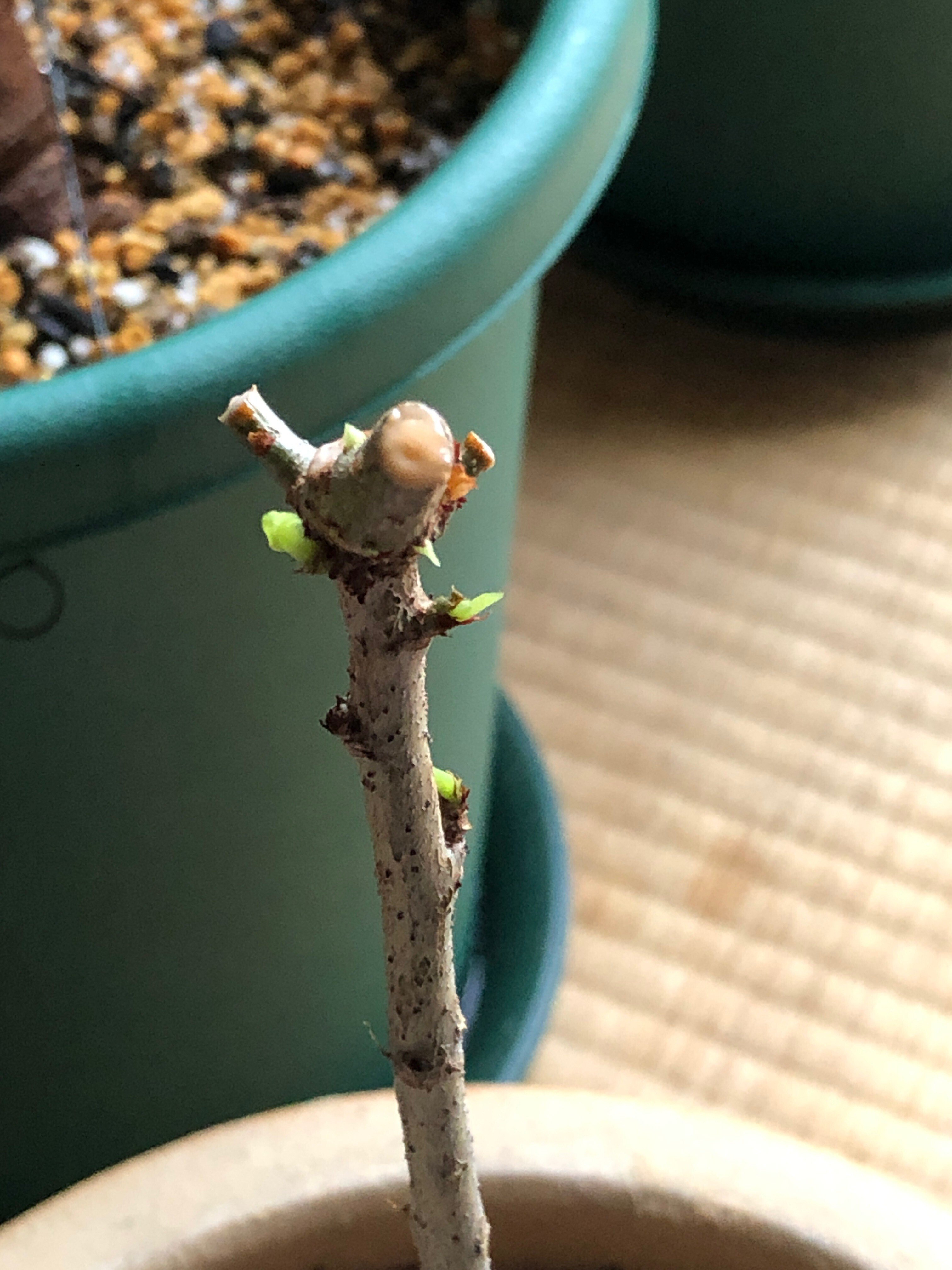 25日まで　バオバブ　10年管理　引き取り限定　福岡　久留米 25日まで バオバブ 10年管理 引き取り限定 福岡 久留米 25日まで