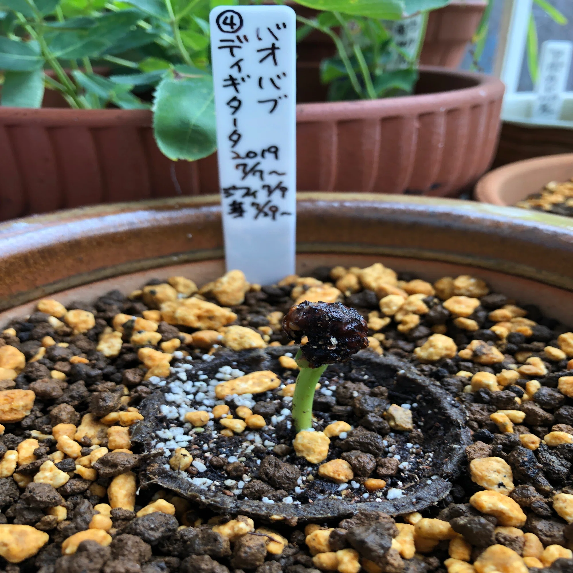 バオバブ・ディギタータ🌱種からの成長記録:Mr.4の場合｜穂の気ままライフ