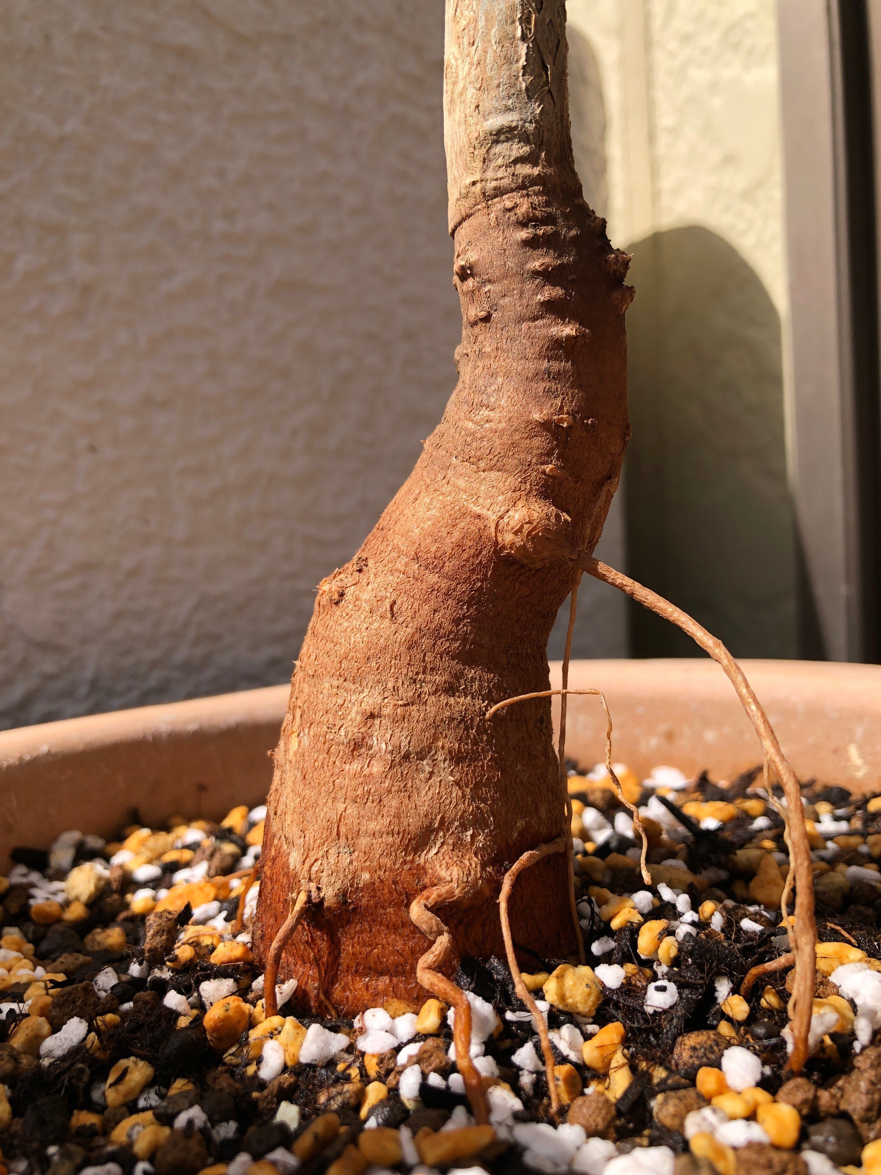 発根済 大株 バオバブの木 バオバブ ディギタータ 7号鉢 Z9番 現品】