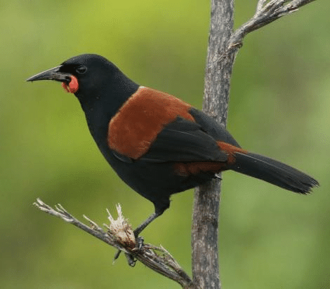 絶滅危惧種の鳥🌏無人島滞在記③ニュージーランドの外来害獣フリー計画