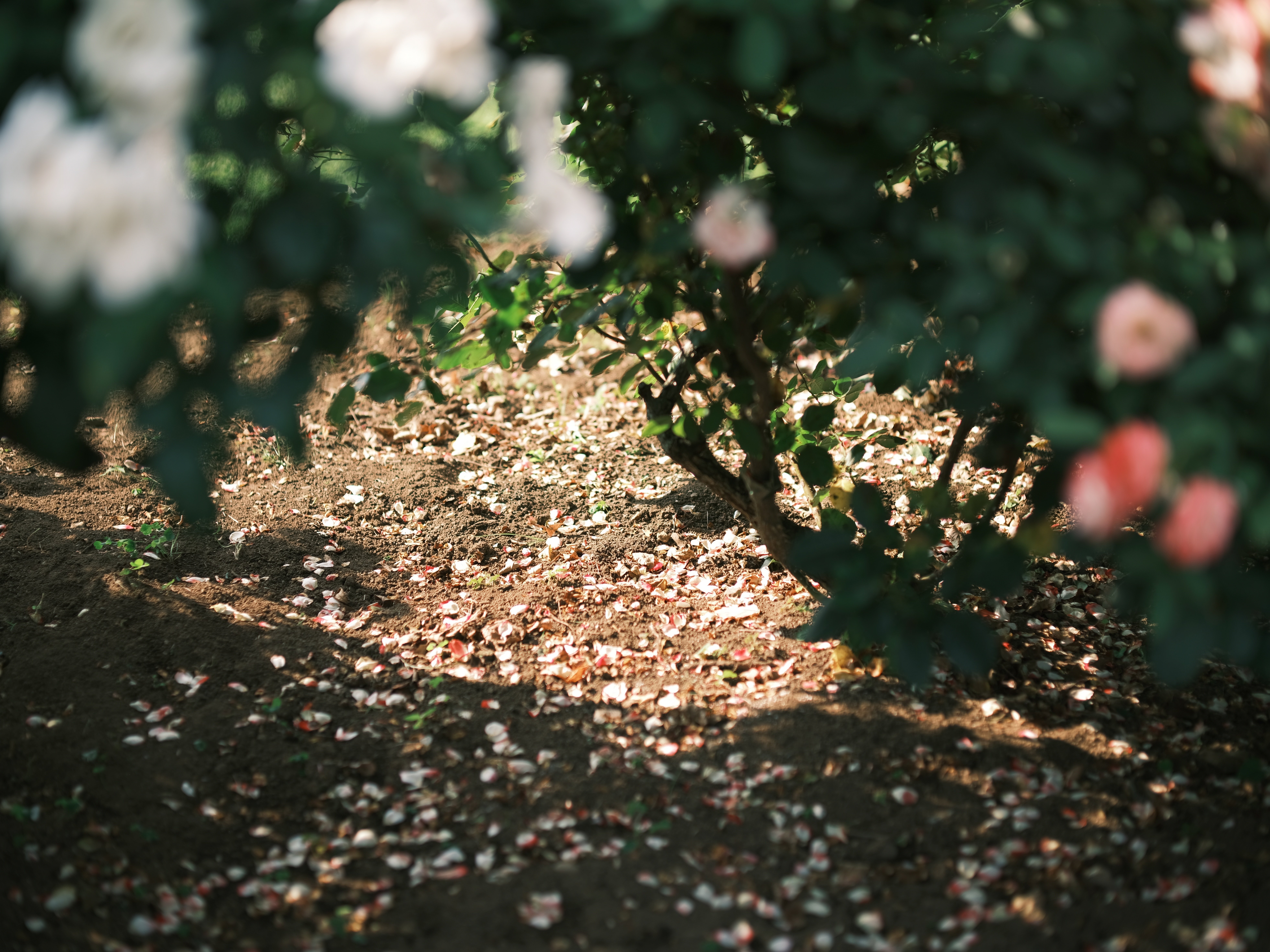 レビュー】PENTAX67の105mm F2.4をGFXとフォーカルレデューサーで使う