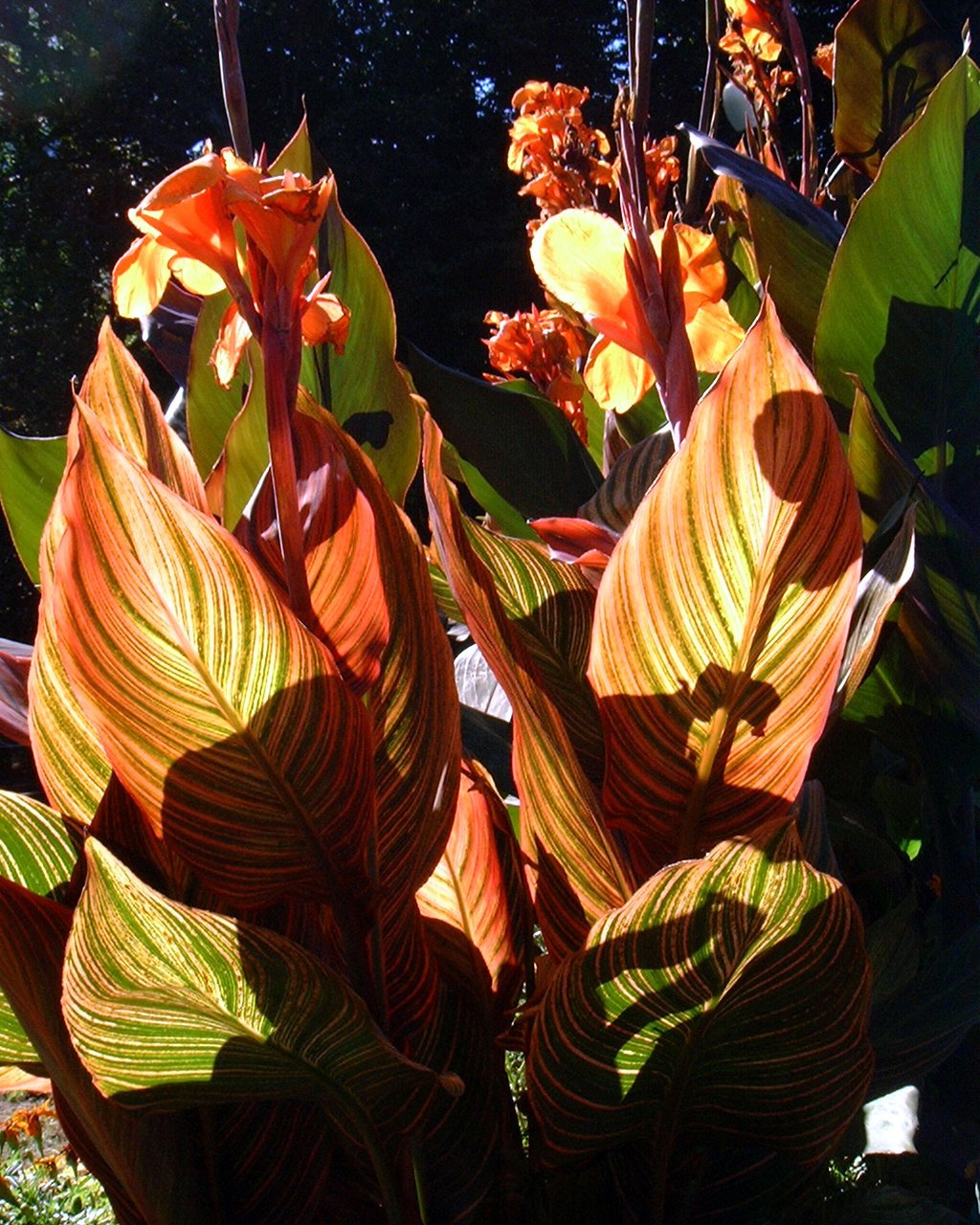 オールドデジカメ思い出話 その2 Fujifilm Finepix 1700Z｜ちいさな島