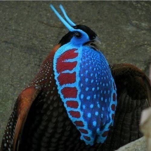 謎の鳥 第2670回 なにか変な鳥 ⑶｜翆野 大地