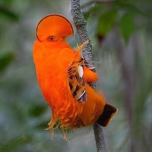 第2671回 鳥の変な写真 ⑴｜翆野 大地