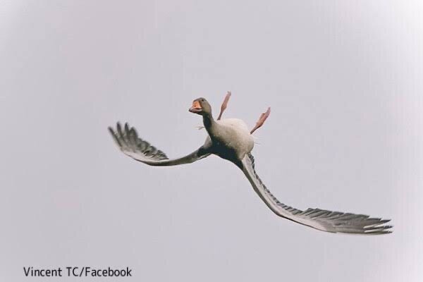 第2671回 鳥の変な写真 ⑴｜翆野 大地