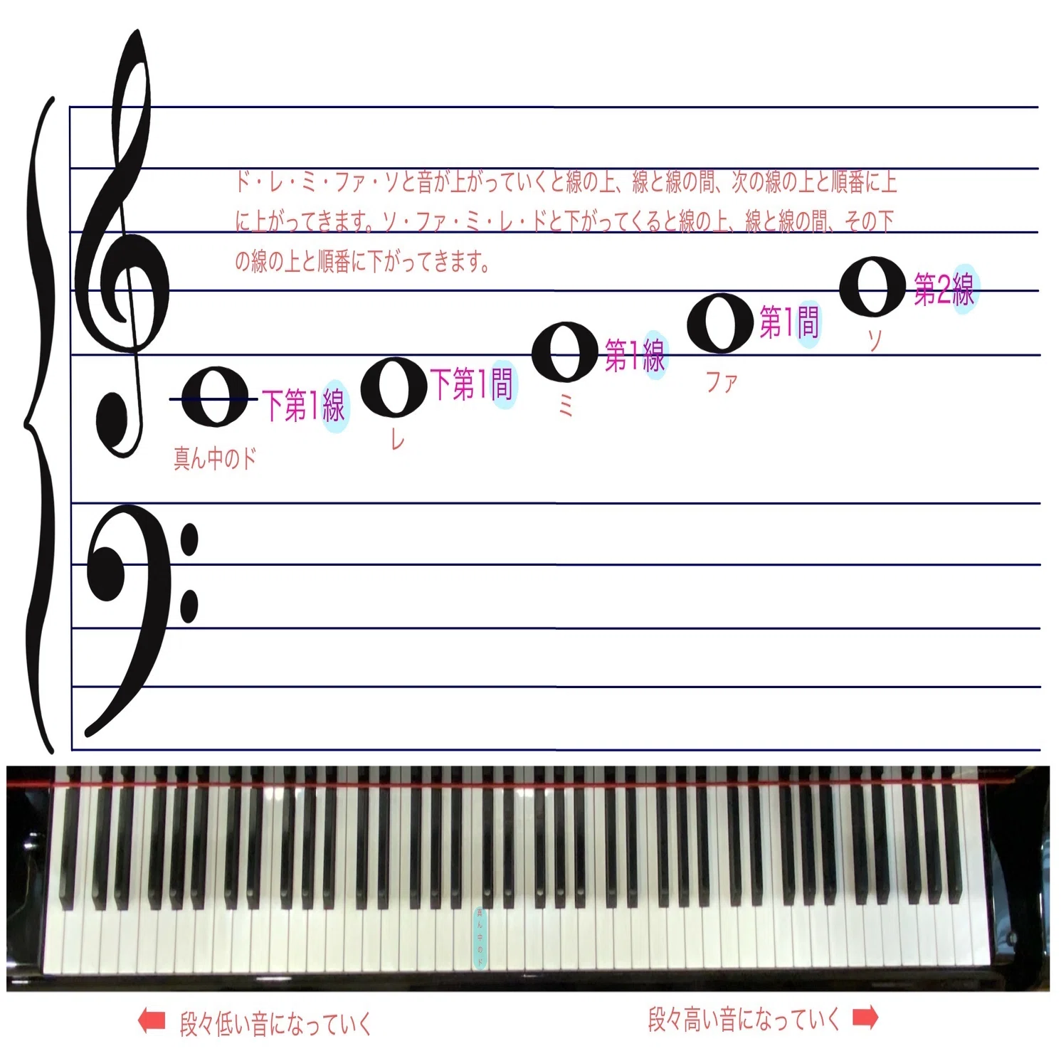 14.楽典のこと✏️】五線と音符と鍵盤図と・・・｜ゆみこ