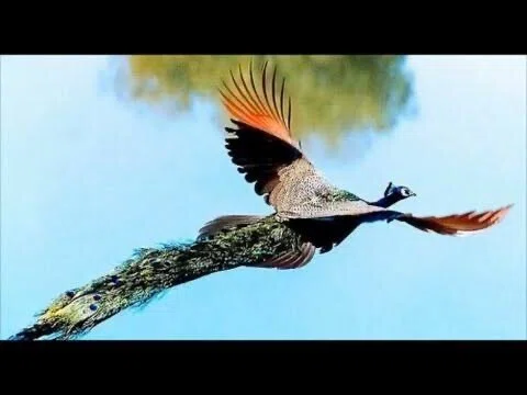 第2671回 鳥の変な写真 ⑴｜翆野 大地