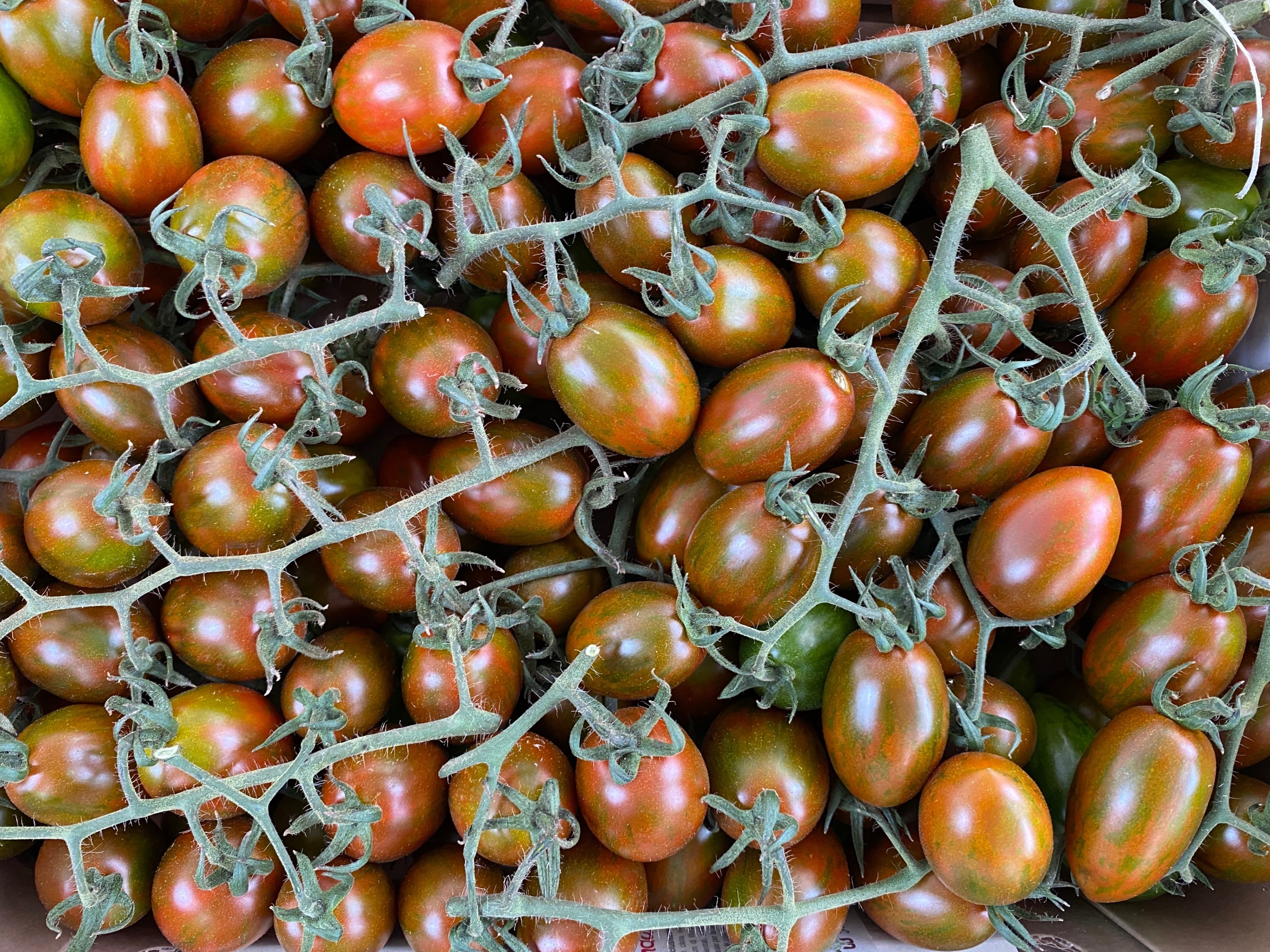 イタリアで一般的なトマトについて｜カジョリカ