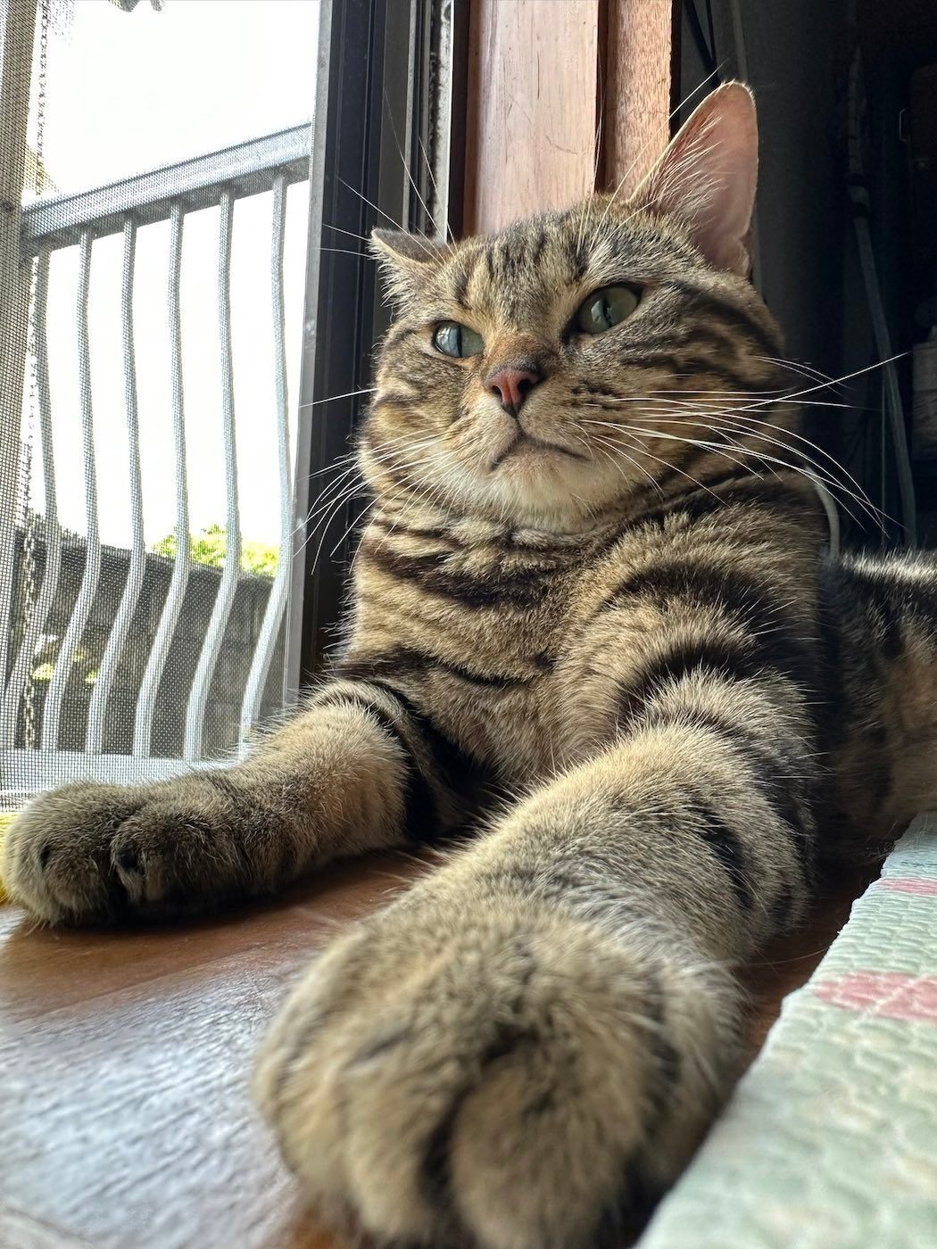 冷蔵庫の中でくつろぐ猫の姿が可愛すぎる！暑くて涼んでいるのかと思い