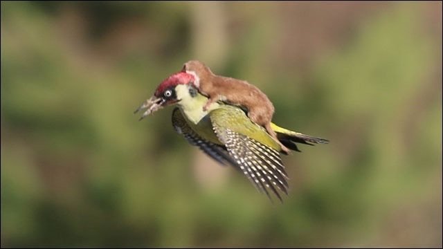謎の鳥 第2670回 なにか変な鳥 ⑶｜翆野 大地