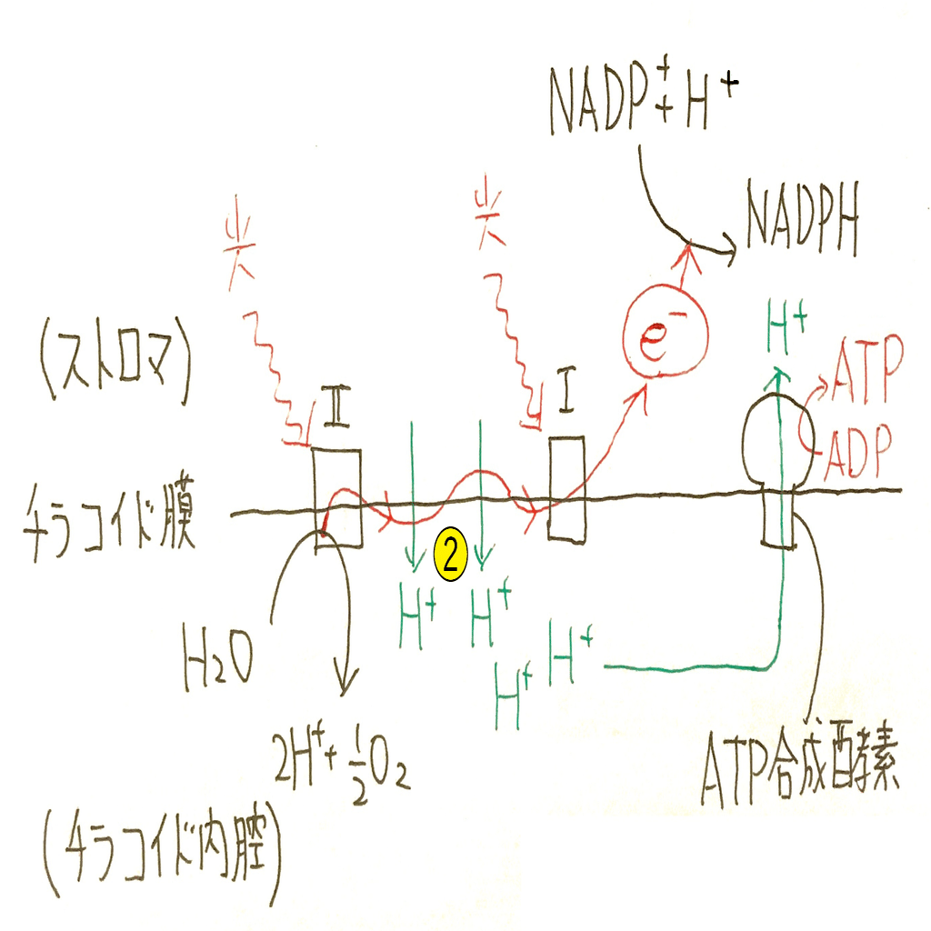 高校生物】代謝③「光合成とはどのような反応か？」｜矢口はっぴー, image size:1642x1024