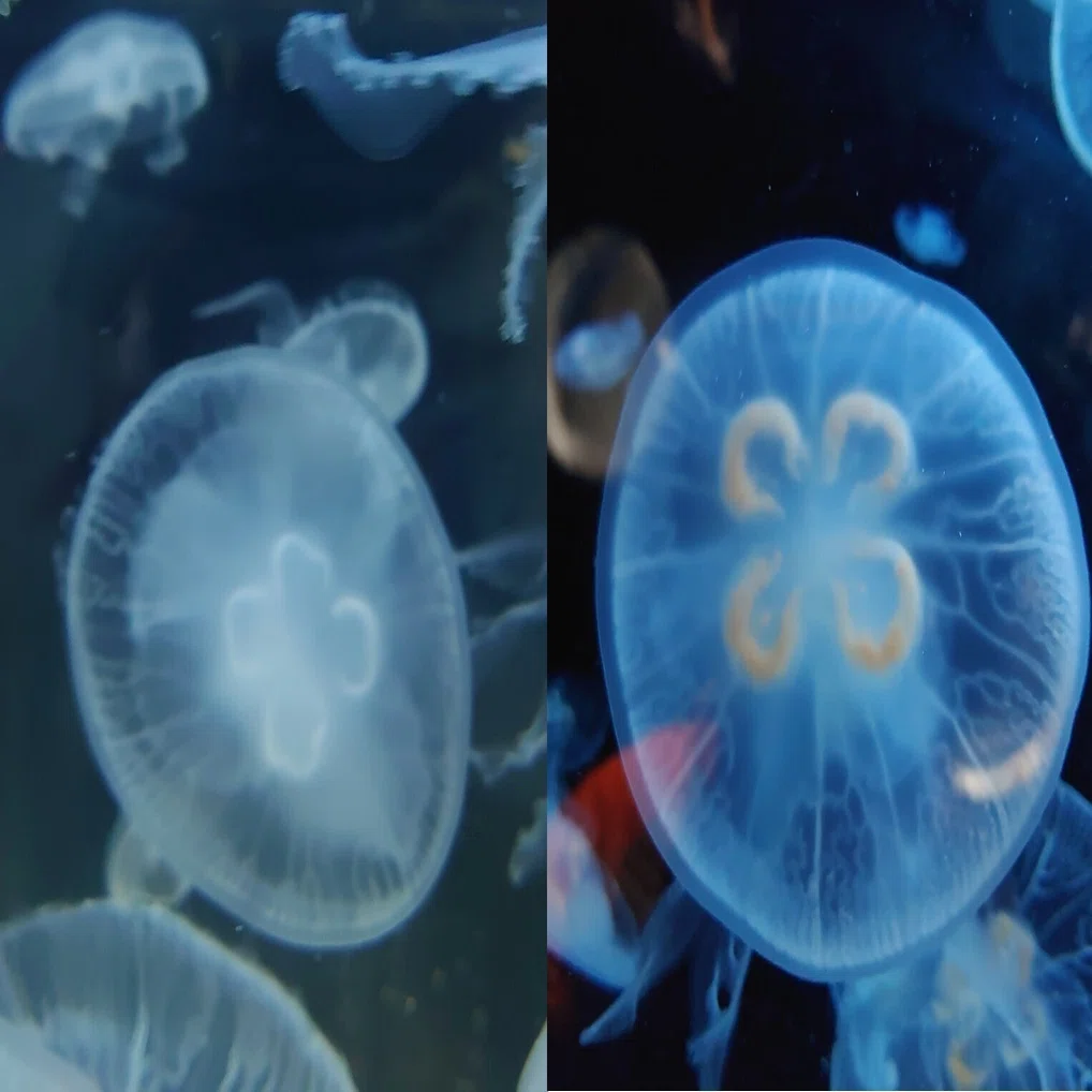 見つけたらラッキー！？レアなミズクラゲ｜上越市立水族博物館 うみがたり