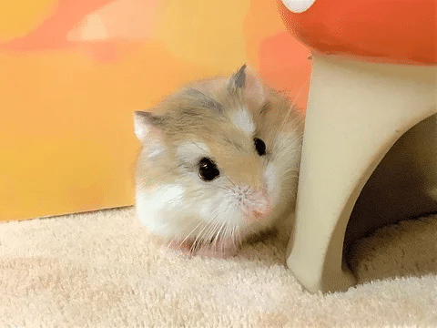 ハムスターさん専用参考写真