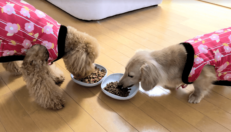 68 ニトリで見つけた！櫻にそっくりの「クタクタヌイグルミプードル