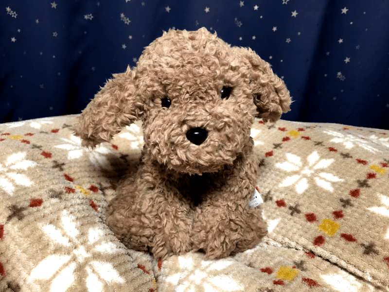 ♡超希少✮廃盤品♡ニトリ♡クタクタぬいぐるみ♡激可愛プードルちゃん♡Мサイズ♡♡ 68 ニトリで見つけた！櫻にそっくりの「クタクタヌイグルミプードル