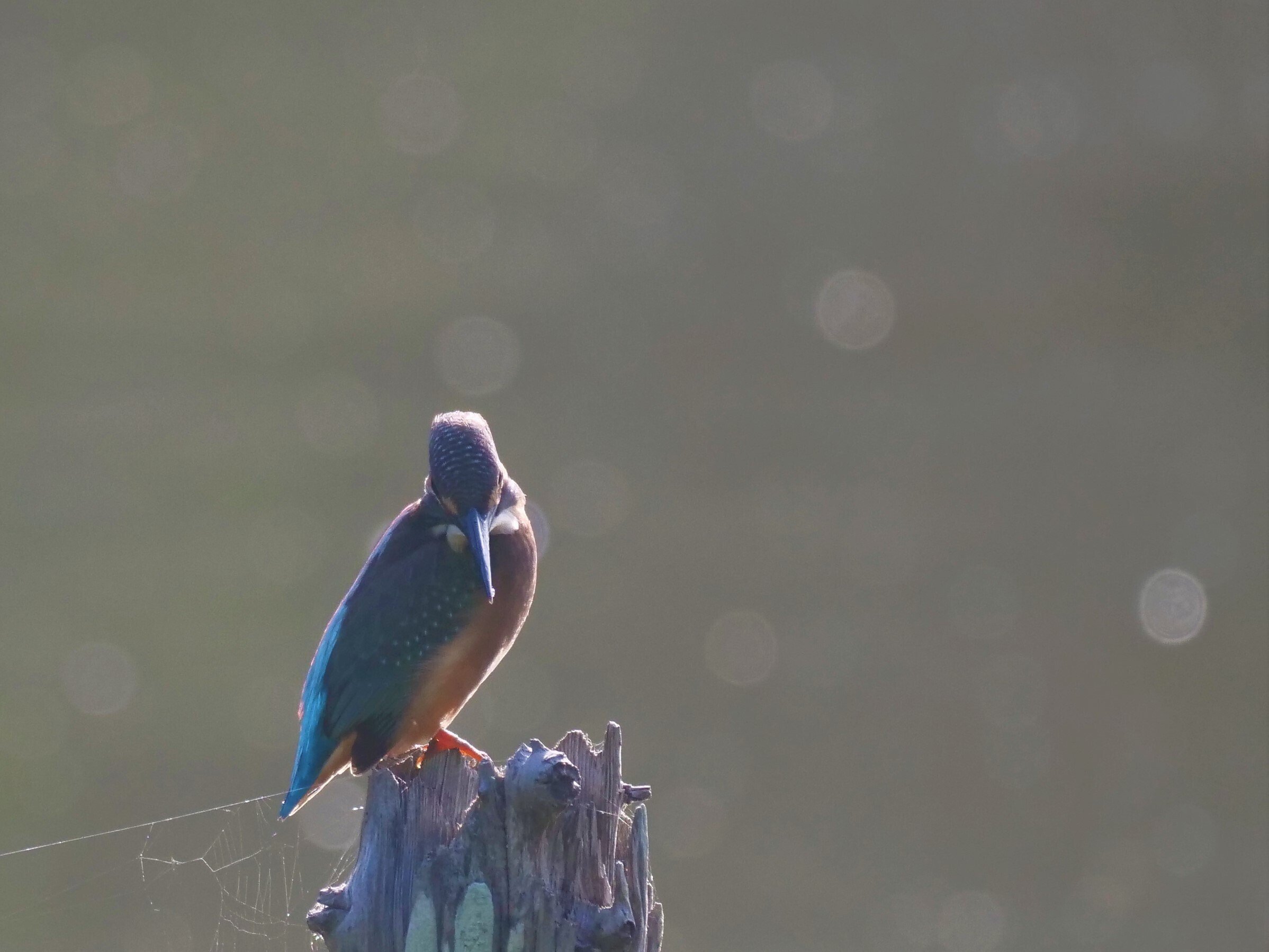 野鳥が好きです!#67「カワセミが小魚獲った!!」｜take 🎸全ての人が