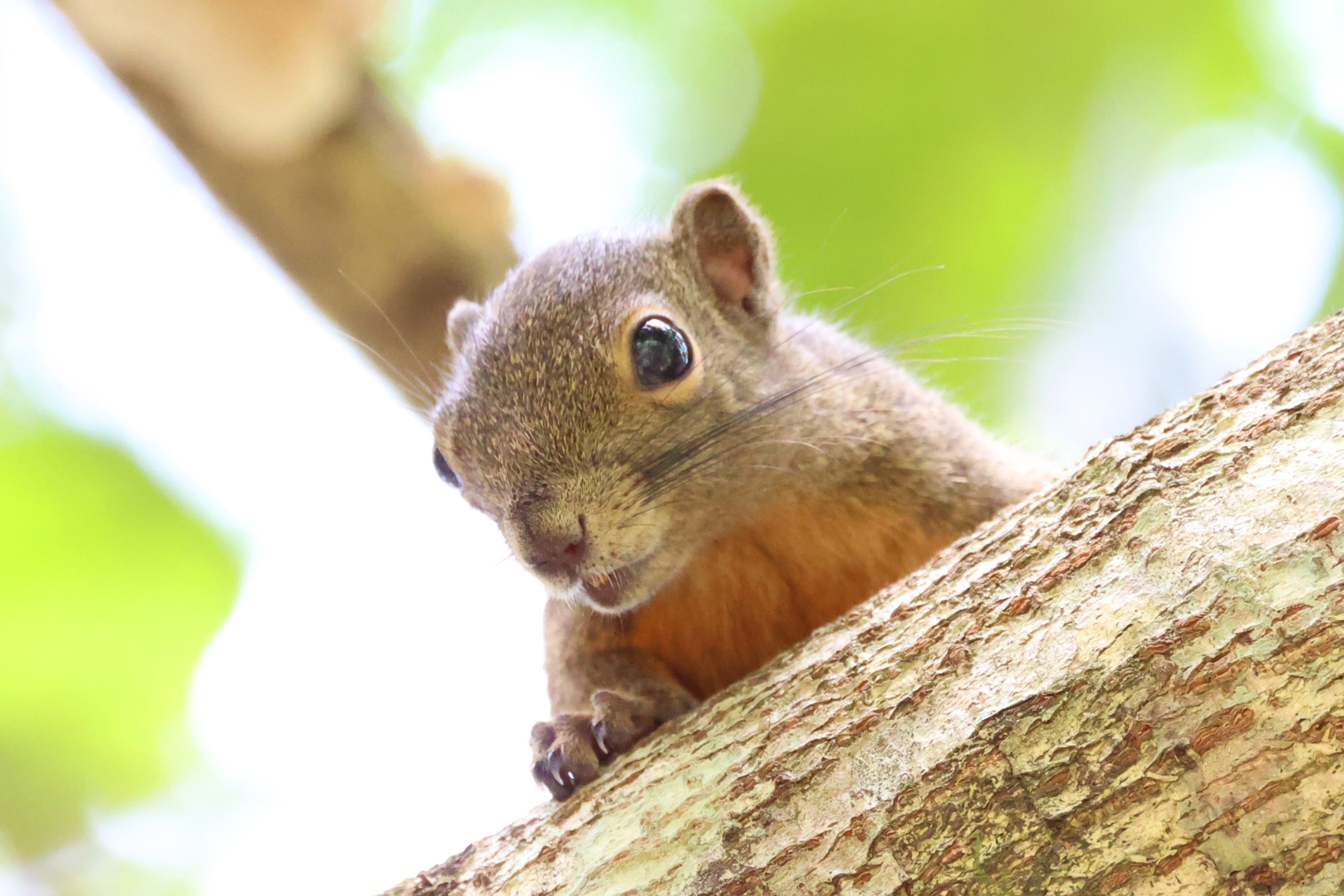 リスの写真(3枚)☆マレーシア[1]｜Peter November