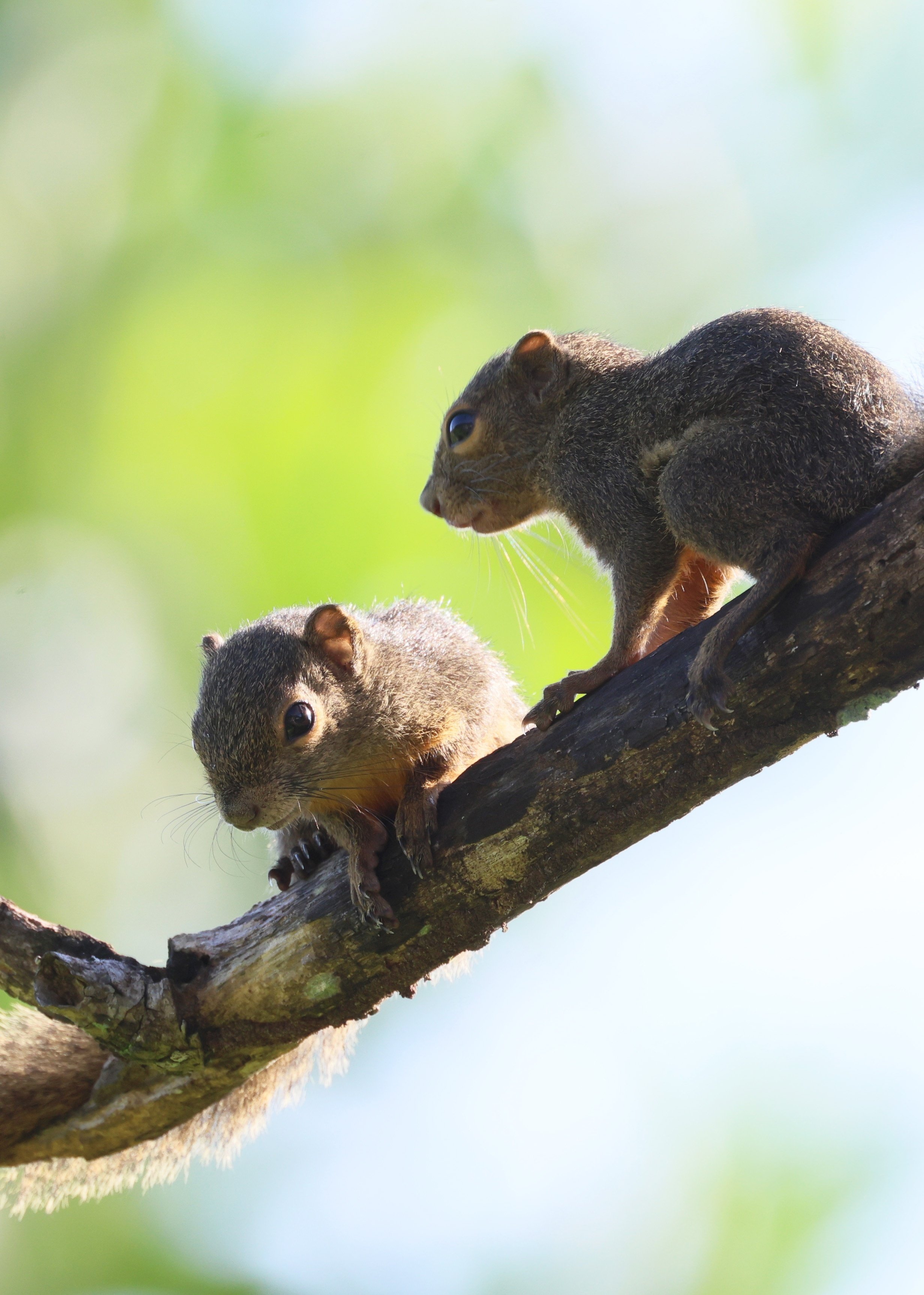 確認用　海外　初期　リス リスの写真(3枚)☆マレーシア[1]｜Peter November