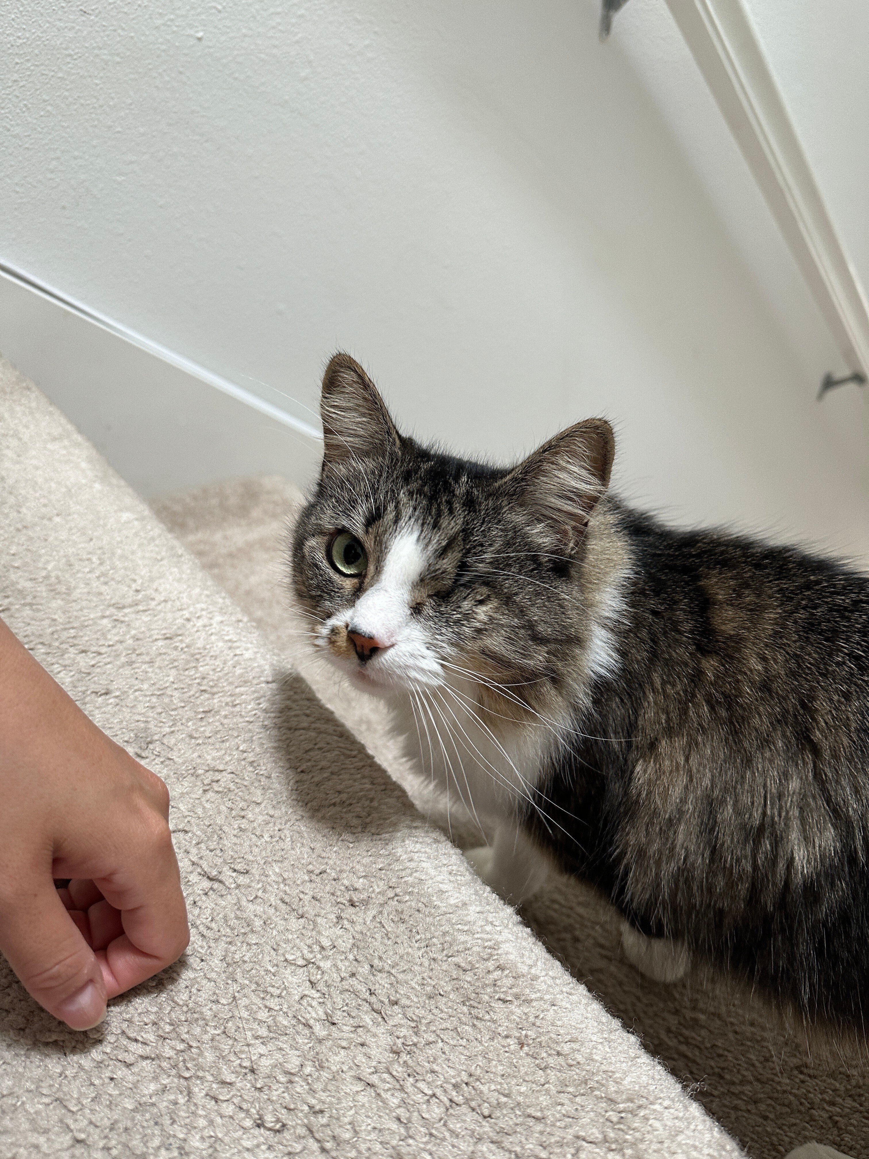 国境を超えて激かわにゃんこに出会ったシアトル【前田家の世界